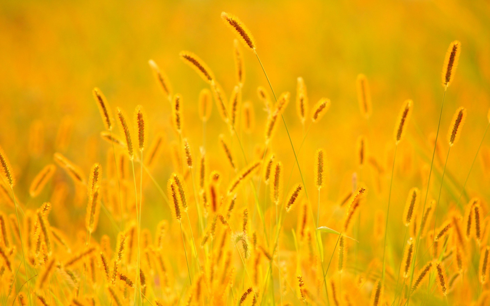 小清新,风景,自然风光,绿色植物,绿色养眼,春天,唯美,安静