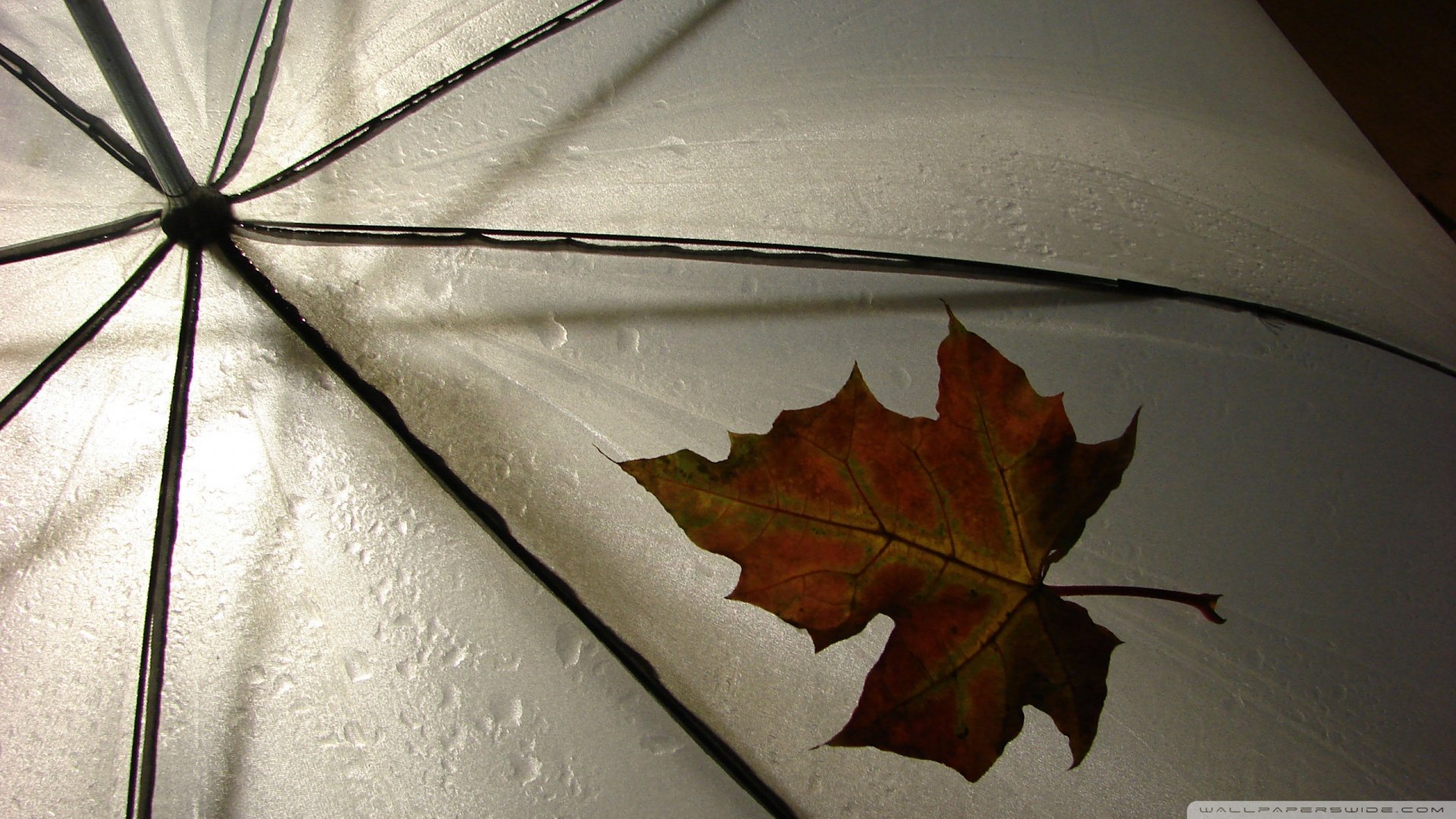 小清新,唯美,温馨,温暖,阳光,治愈系,安静,生活,慢生活,清新淡雅,温馨一刻,叶子,萧瑟