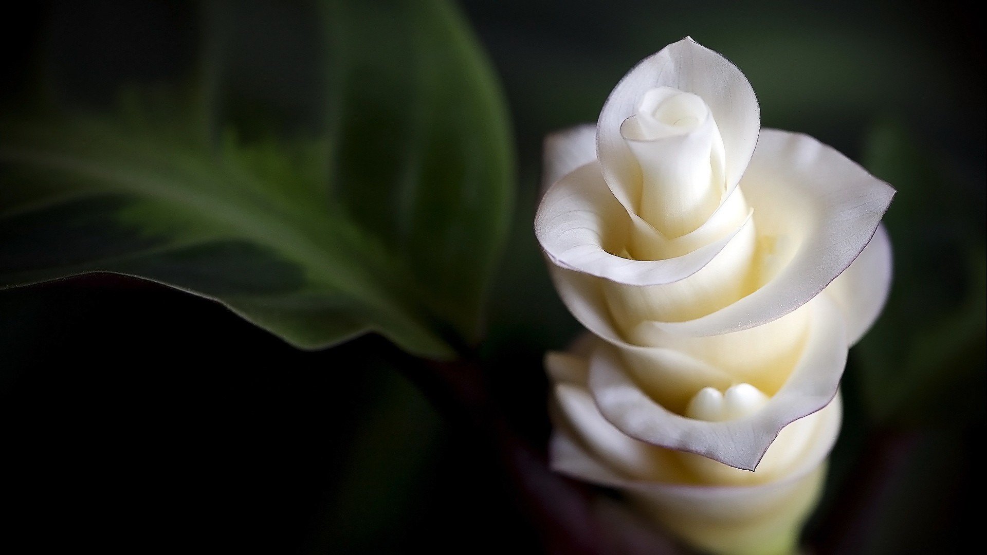 小清新,唯美,娇艳欲滴,花儿,春天,温暖,温馨一刻,清新淡雅,鸟语花香