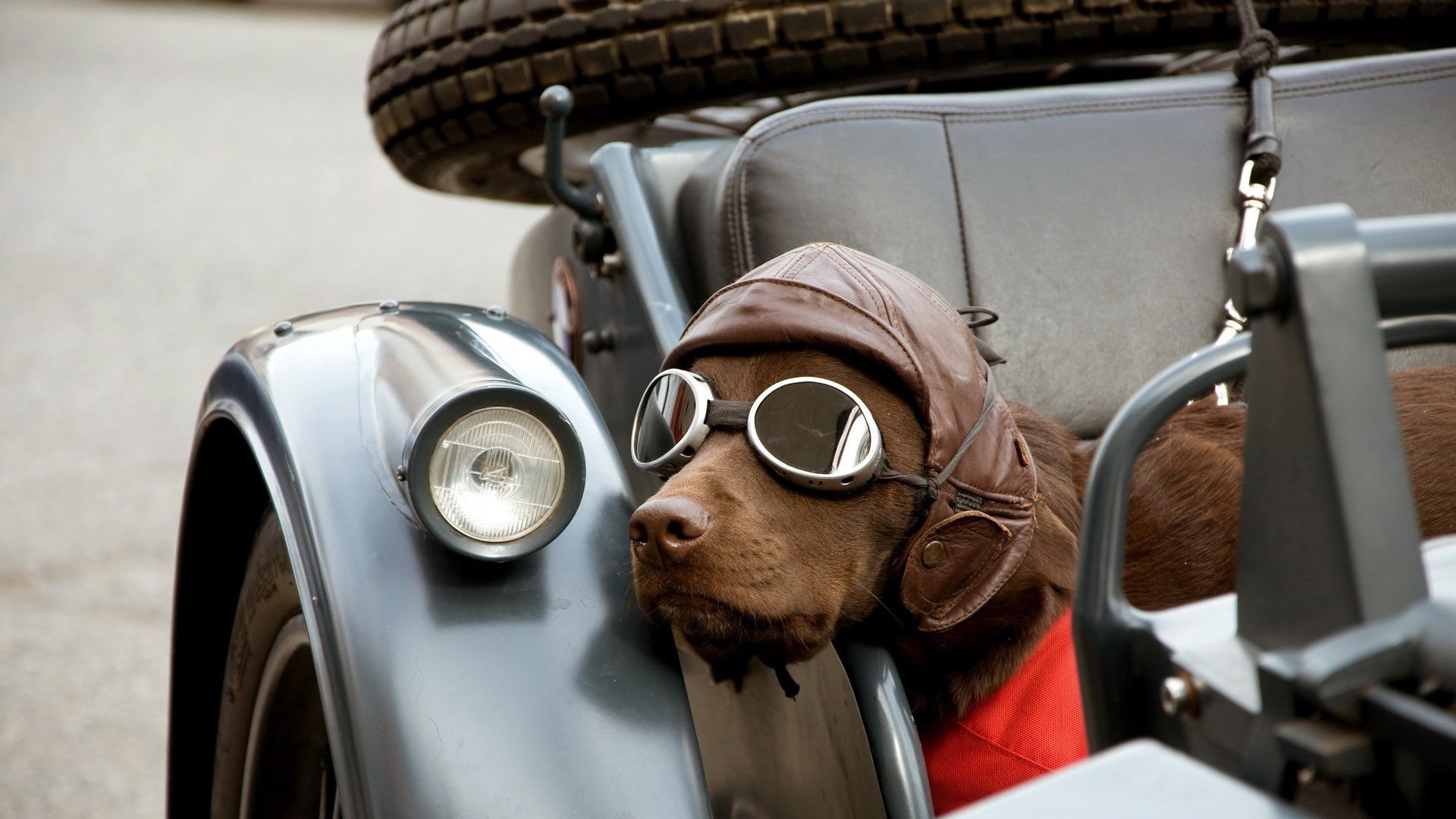 萌宠,动物,萌,可爱,宠物,古灵精怪,卖萌图,狗,汪星人