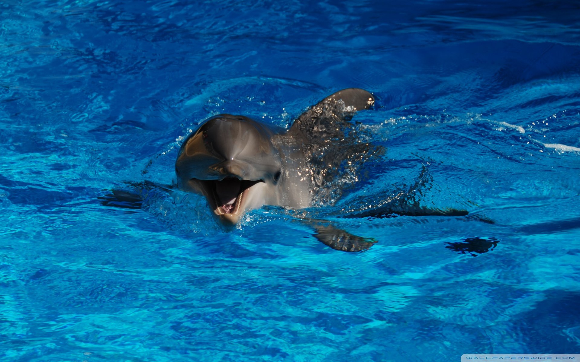 动物,野生动物,海洋天堂,海底世界,大海,海豚,可爱