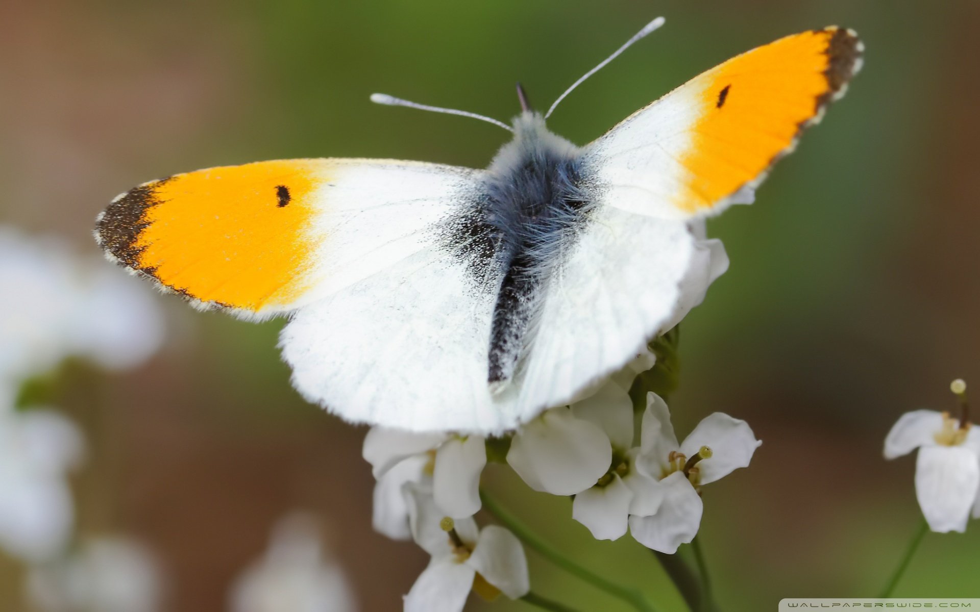 小清新,唯美,娇艳欲滴,花儿,春天,温暖,温馨一刻,清新淡雅,鸟语花香