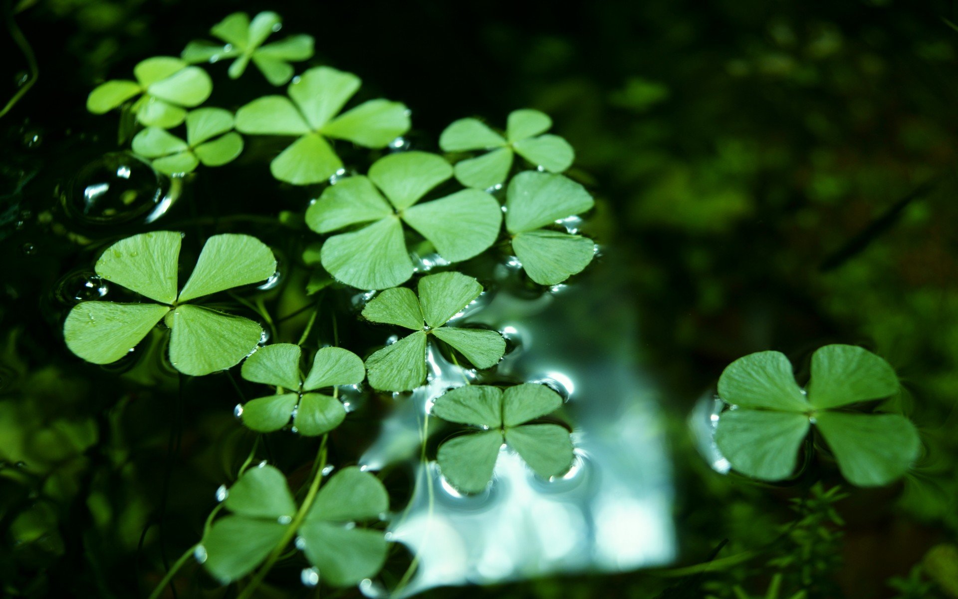 小清新,风景,自然风光,绿色植物,绿色养眼,春天,唯美,安静