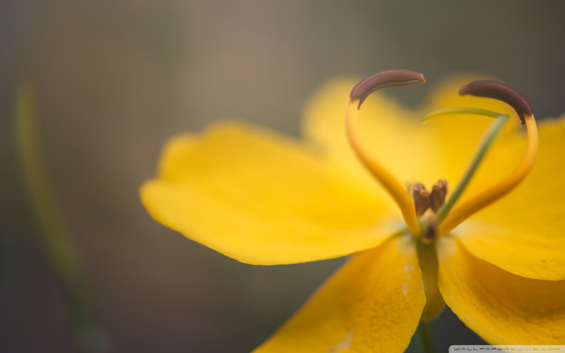 大自然的爱,心,唯美,风景,自然
