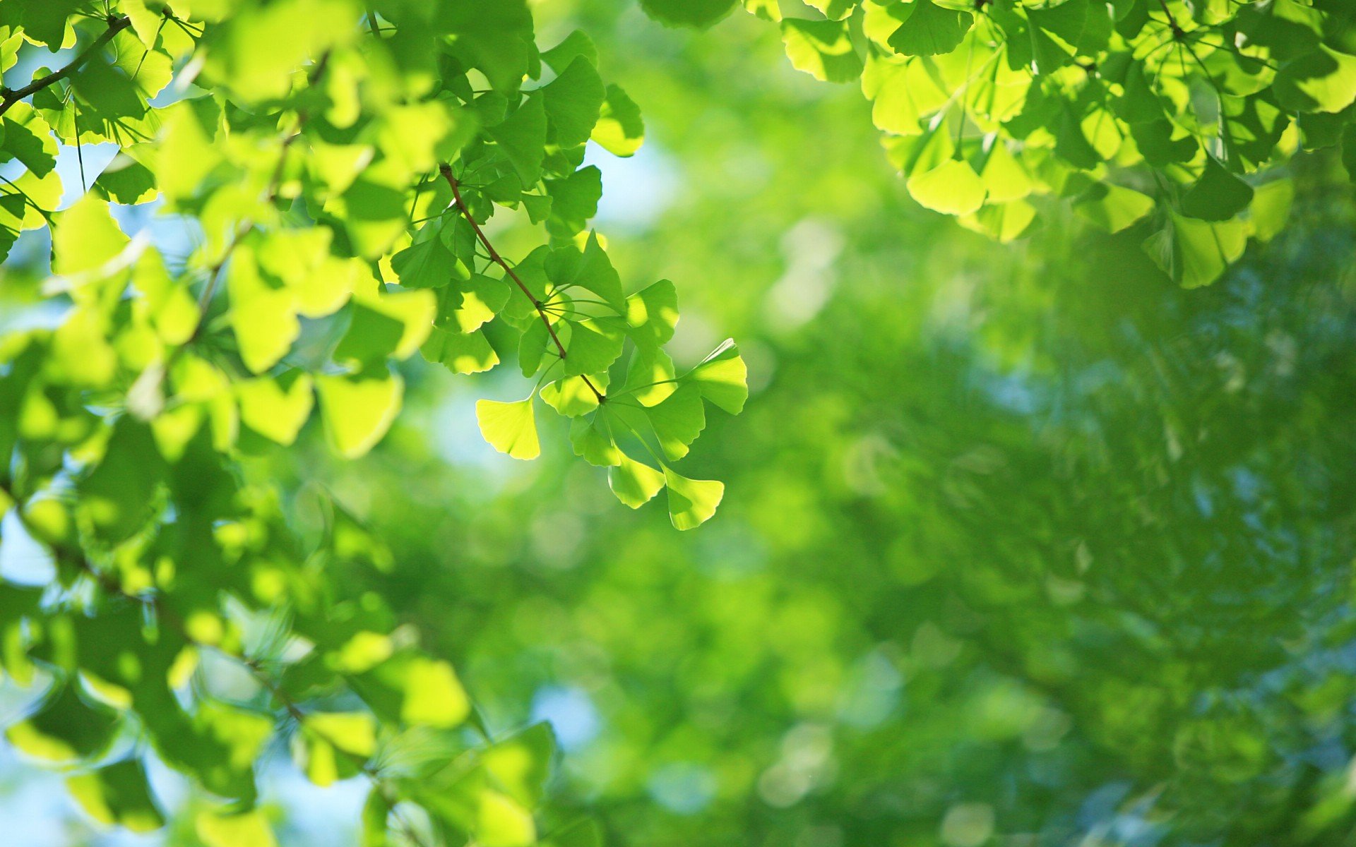 小清新,风景,自然风光,绿色植物,绿色养眼,春天,唯美,安静