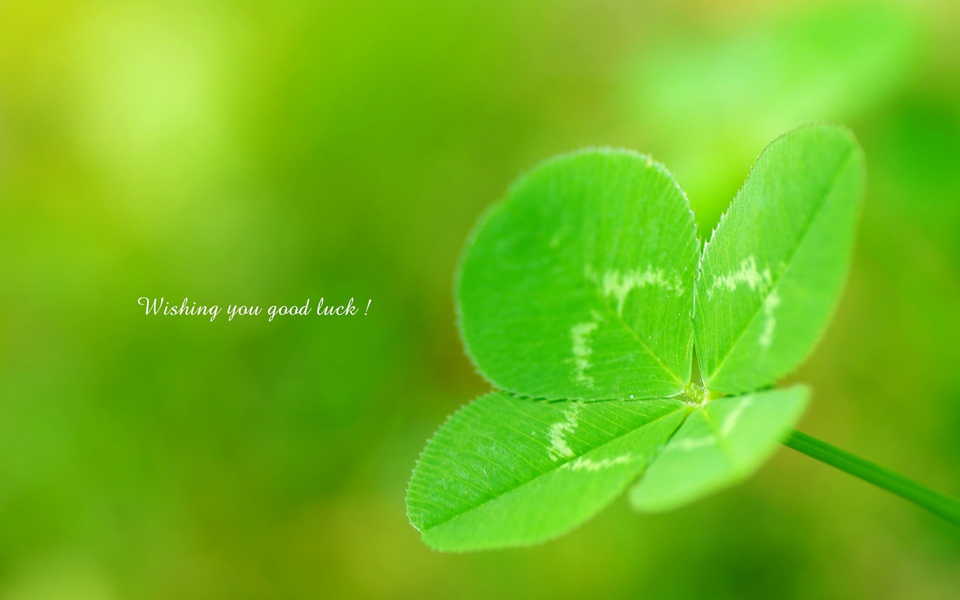 温馨一刻,小清新,风景,绿色养眼,三叶草,幸运草,植物