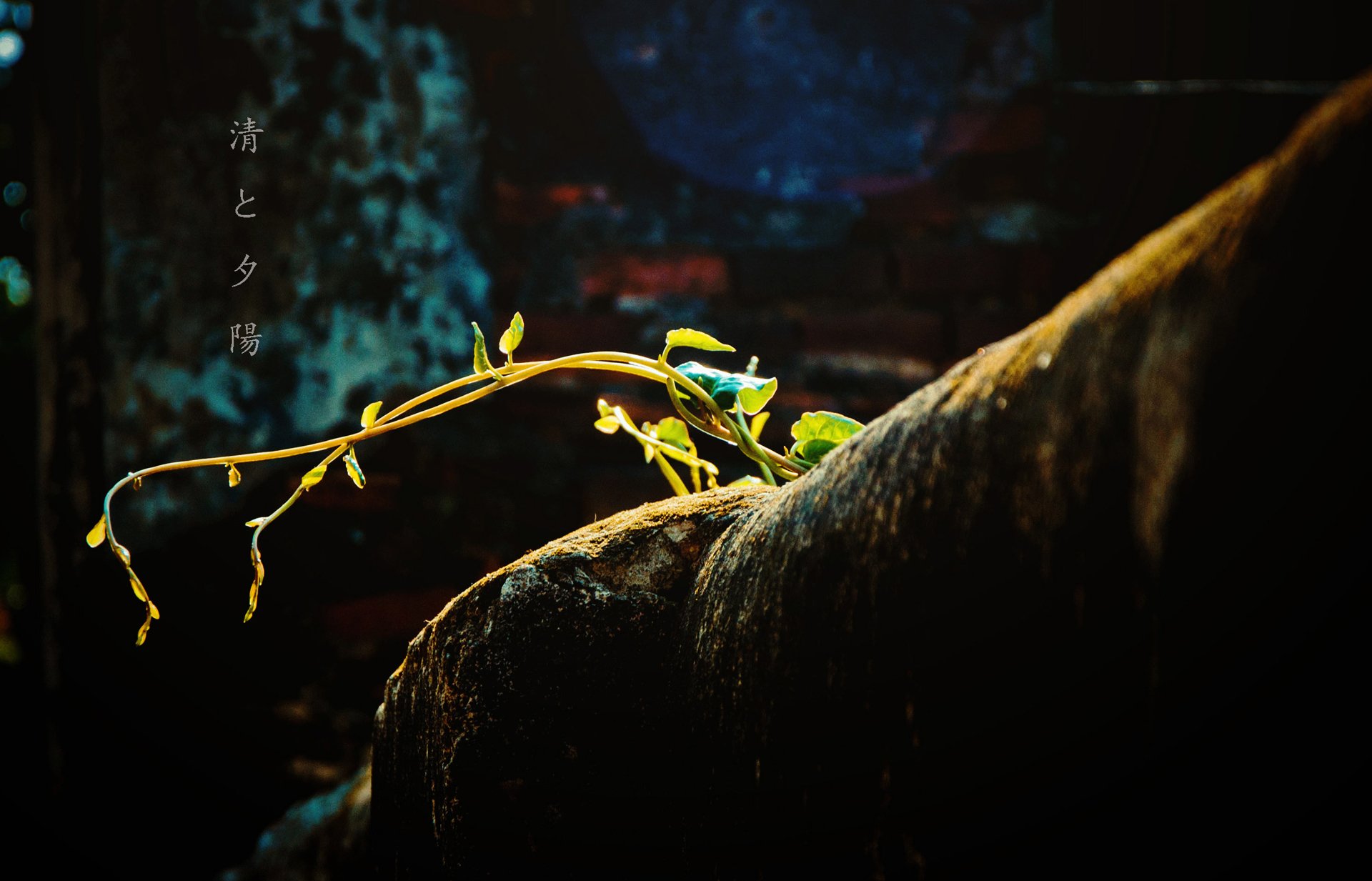 自然,风光,风景,春意盎然,春天,唯美,树木,潮湿