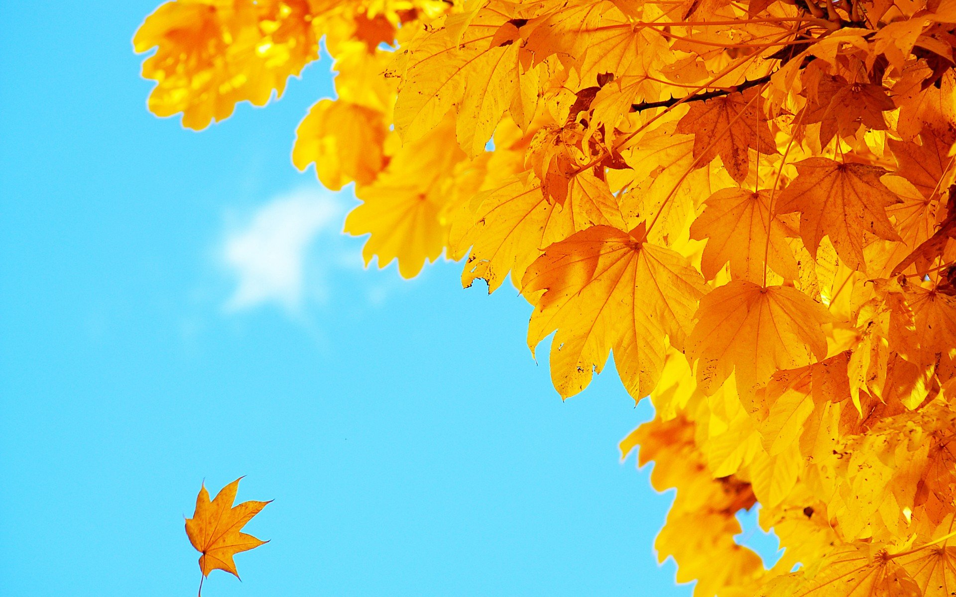 小清新,唯美,娇艳欲滴,花儿,春天,温暖,温馨一刻,清新淡雅,鸟语花香