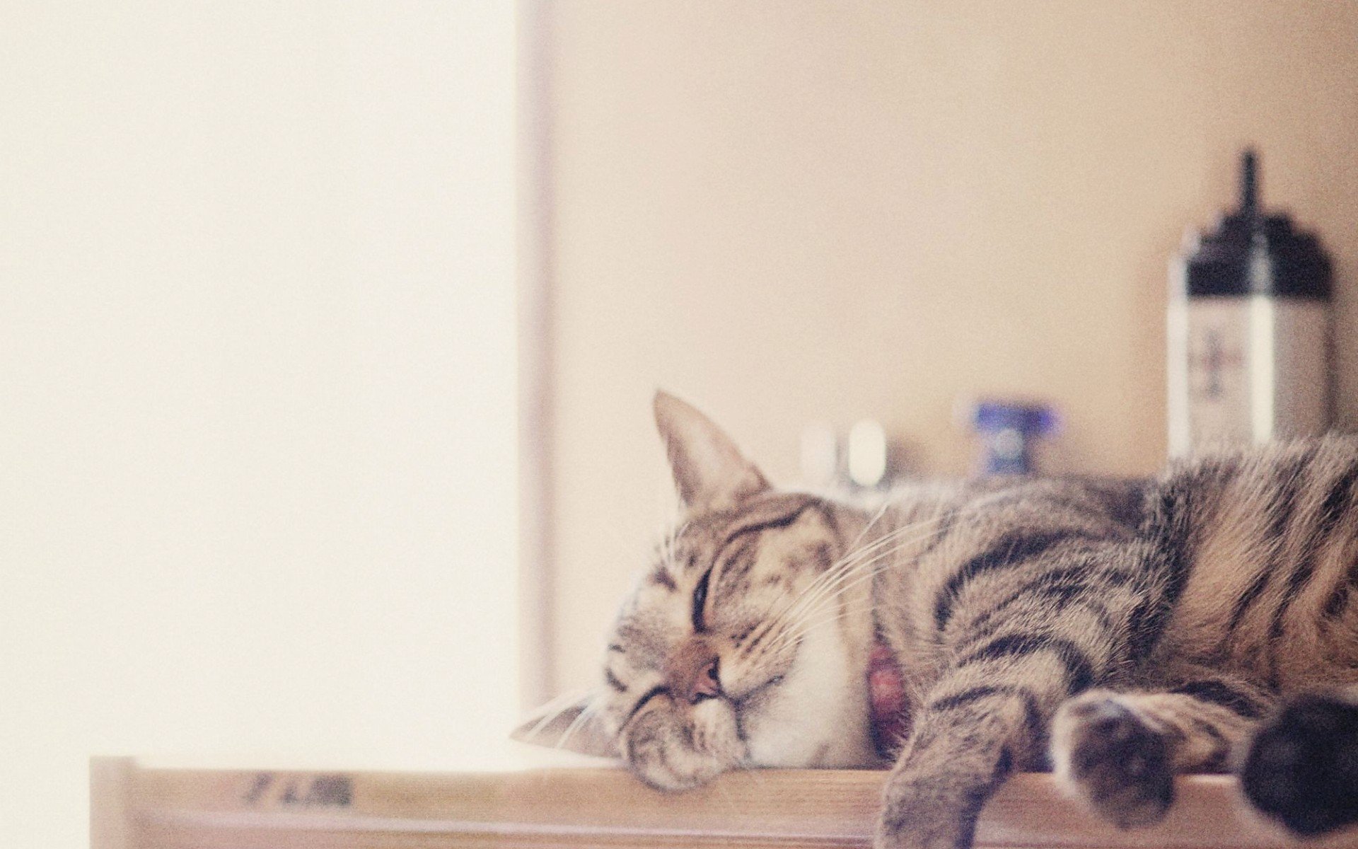 萌宠,动物,萌,可爱,宠物,古灵精怪,卖萌图,猫,喵星人