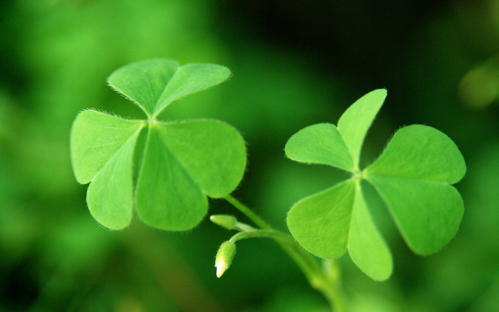温馨一刻,小清新,风景,绿色养眼,三叶草,幸运草,植物