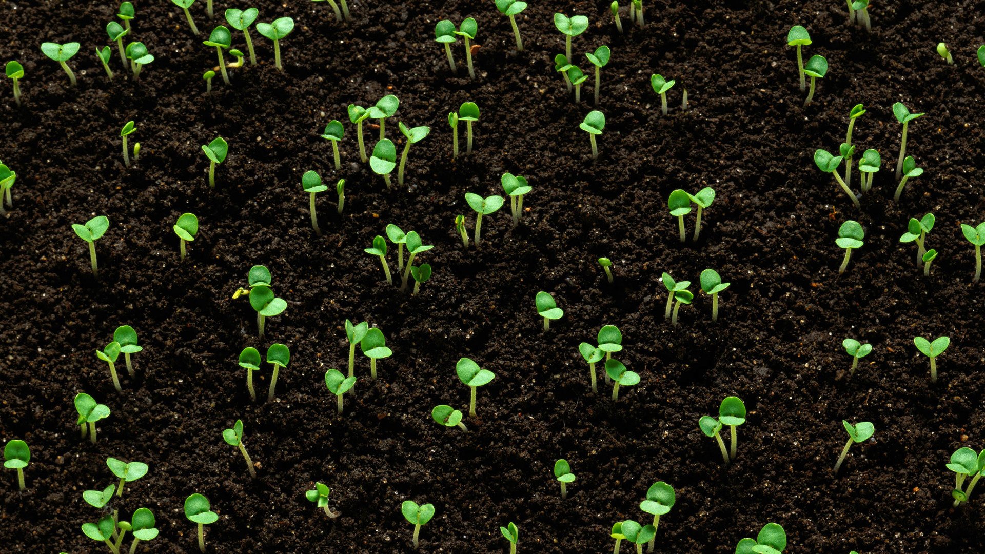 小清新,风景,自然风光,绿色植物,绿色养眼,春天,唯美,安静