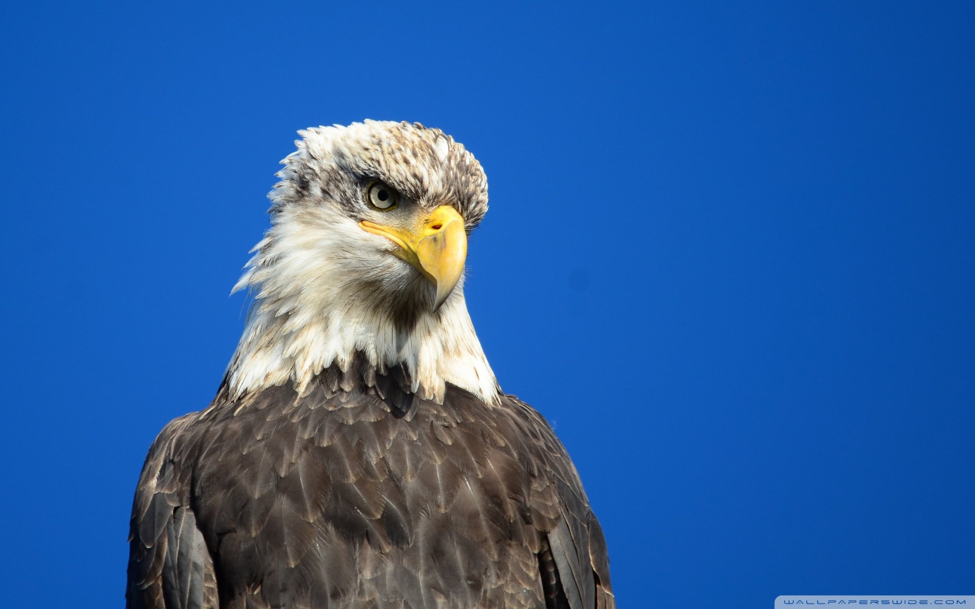 动物,野生动物,飞禽,鸟,飞翔,鹰,老鹰,天空,翱翔