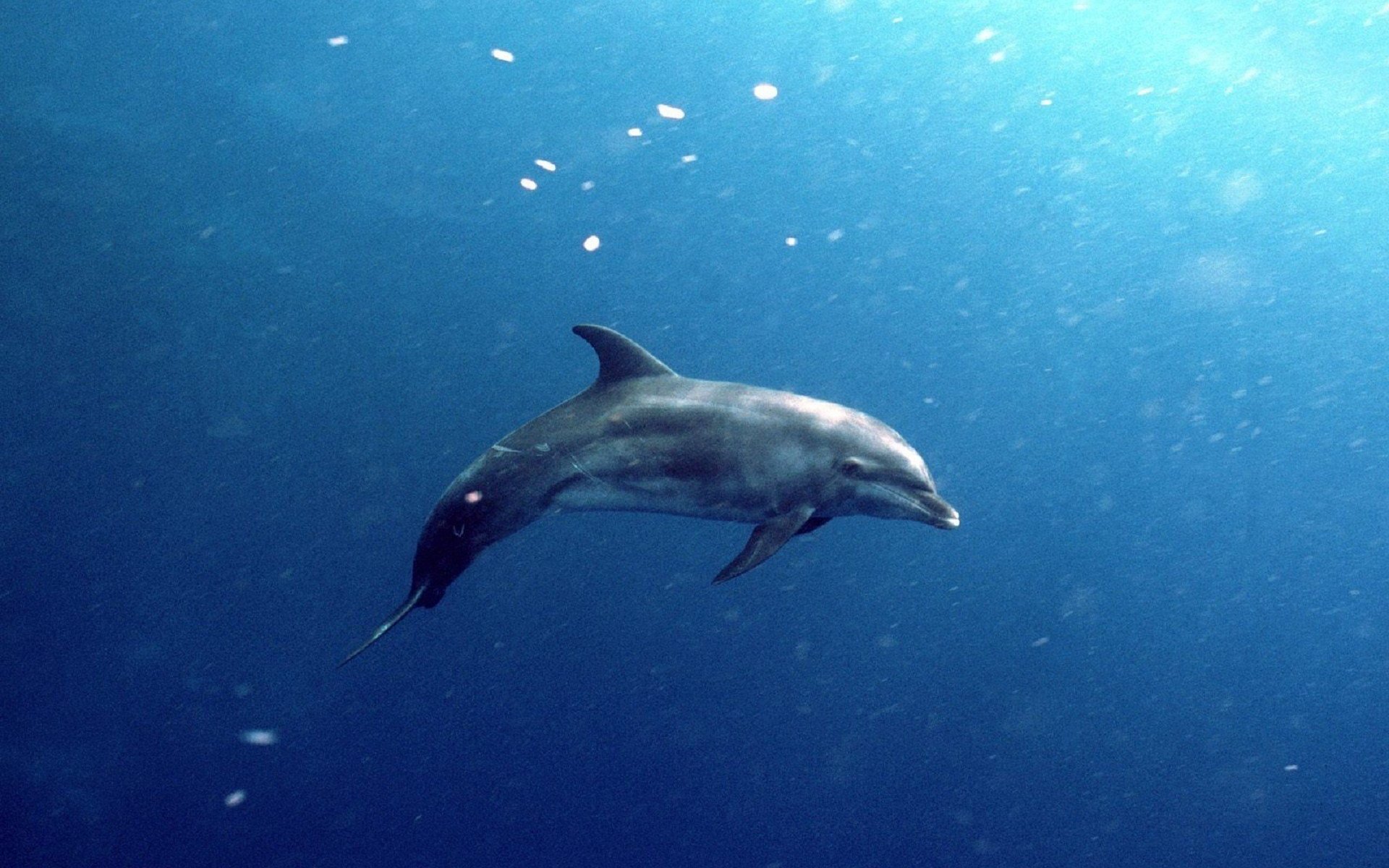 动物,野生动物,大自然,海豚