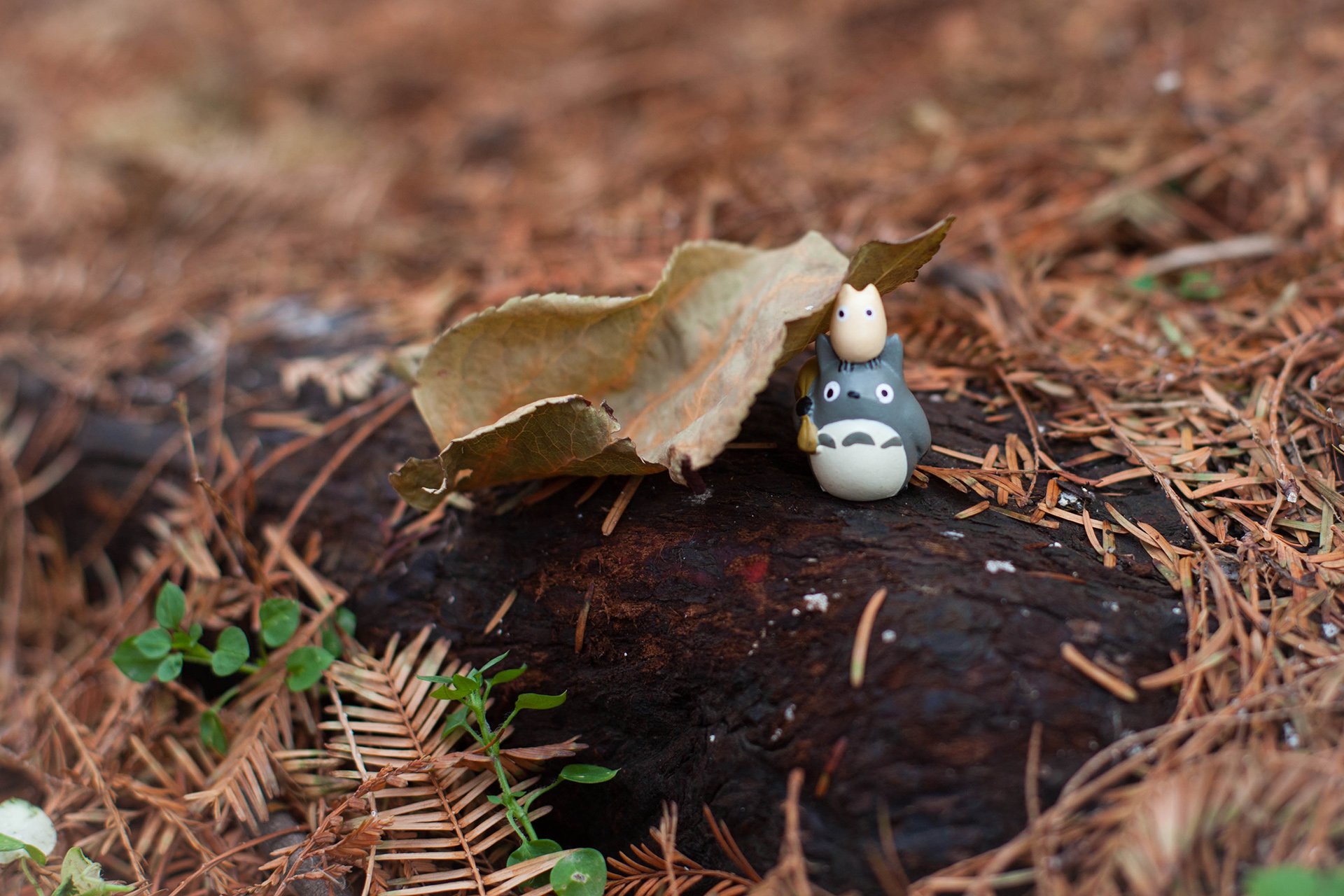 小清新,唯美,温暖,温馨一刻,静物写真,龙猫