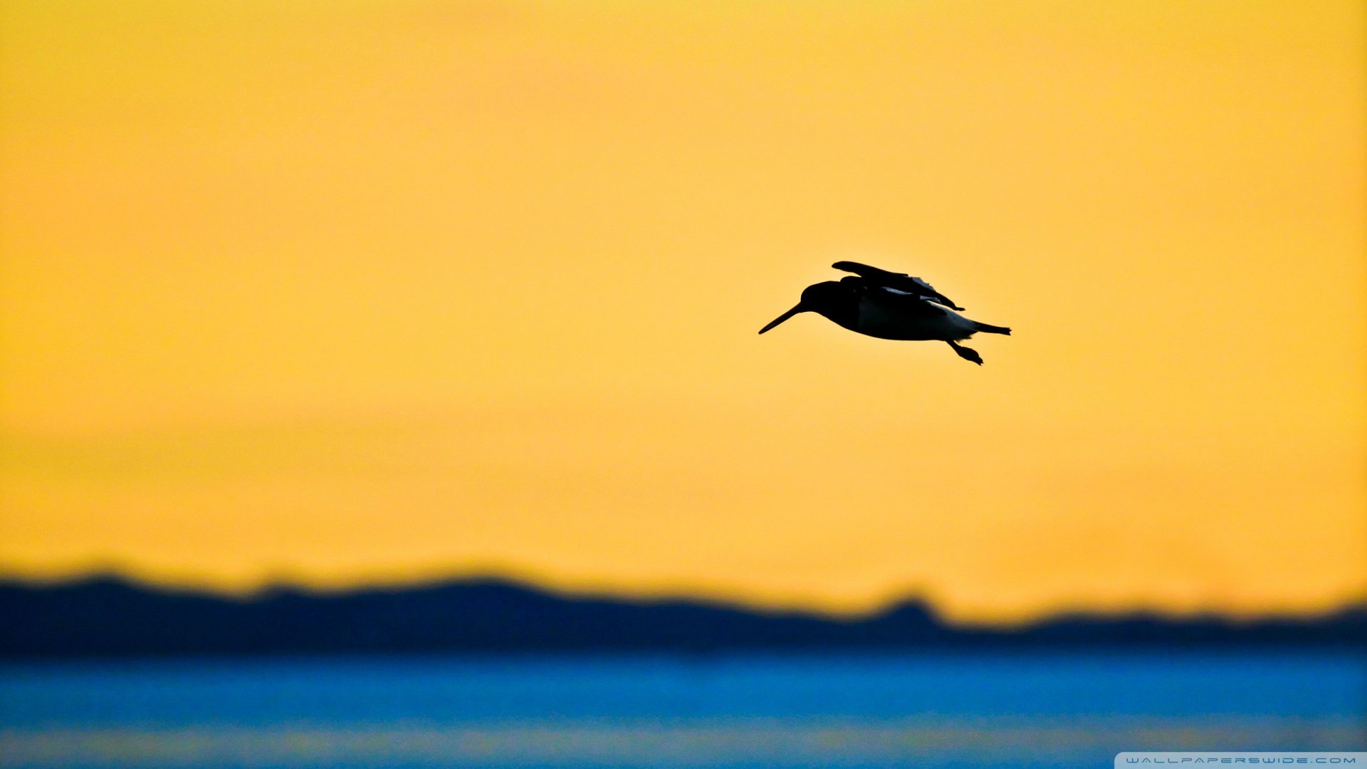 动物,野生动物,飞禽,鸟,飞翔,夕阳