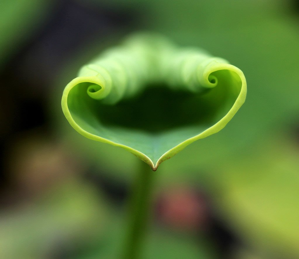 大自然的爱,心,唯美,风景,自然