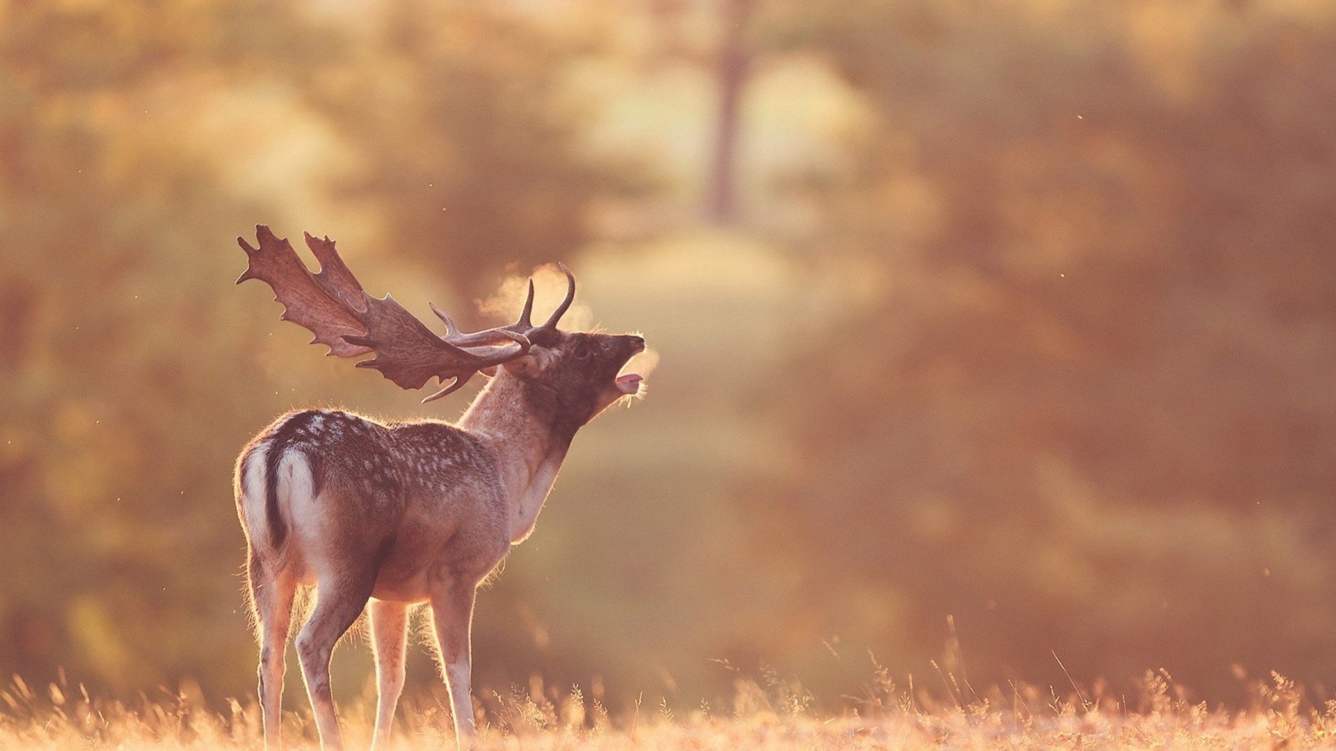 动物,野生动物,大自然,鹿