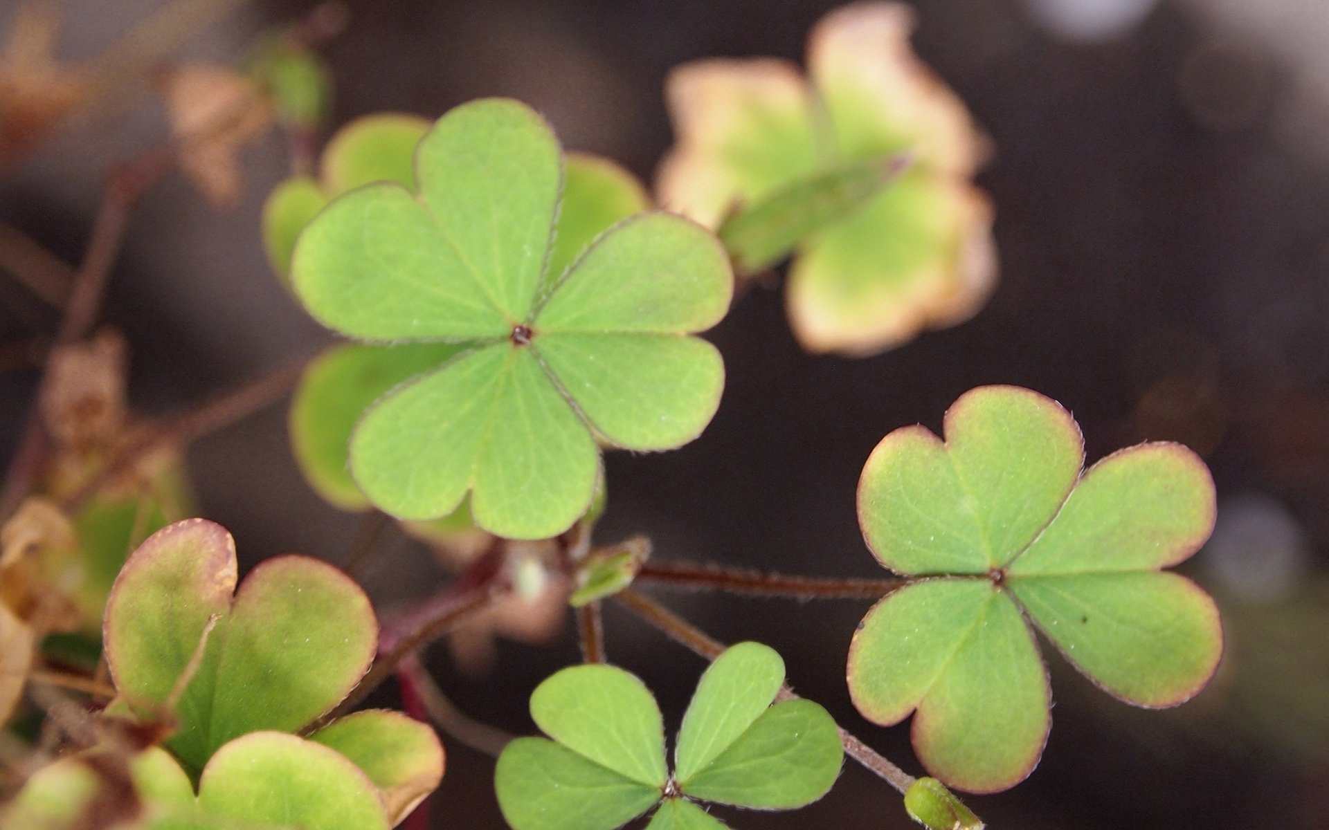 温馨一刻,小清新,风景,绿色养眼,三叶草,幸运草,植物
