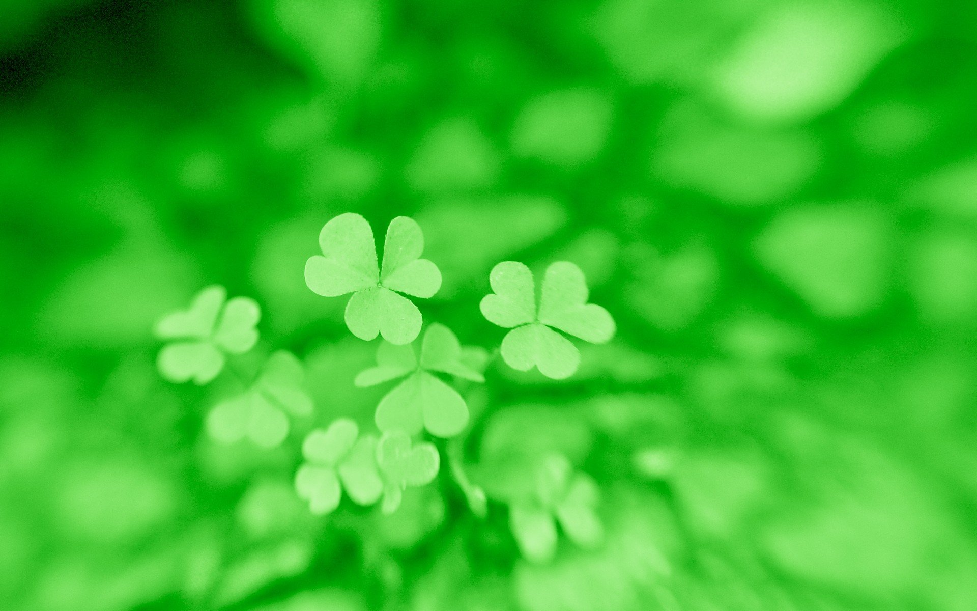 温馨一刻,小清新,风景,绿色养眼,三叶草,幸运草,植物