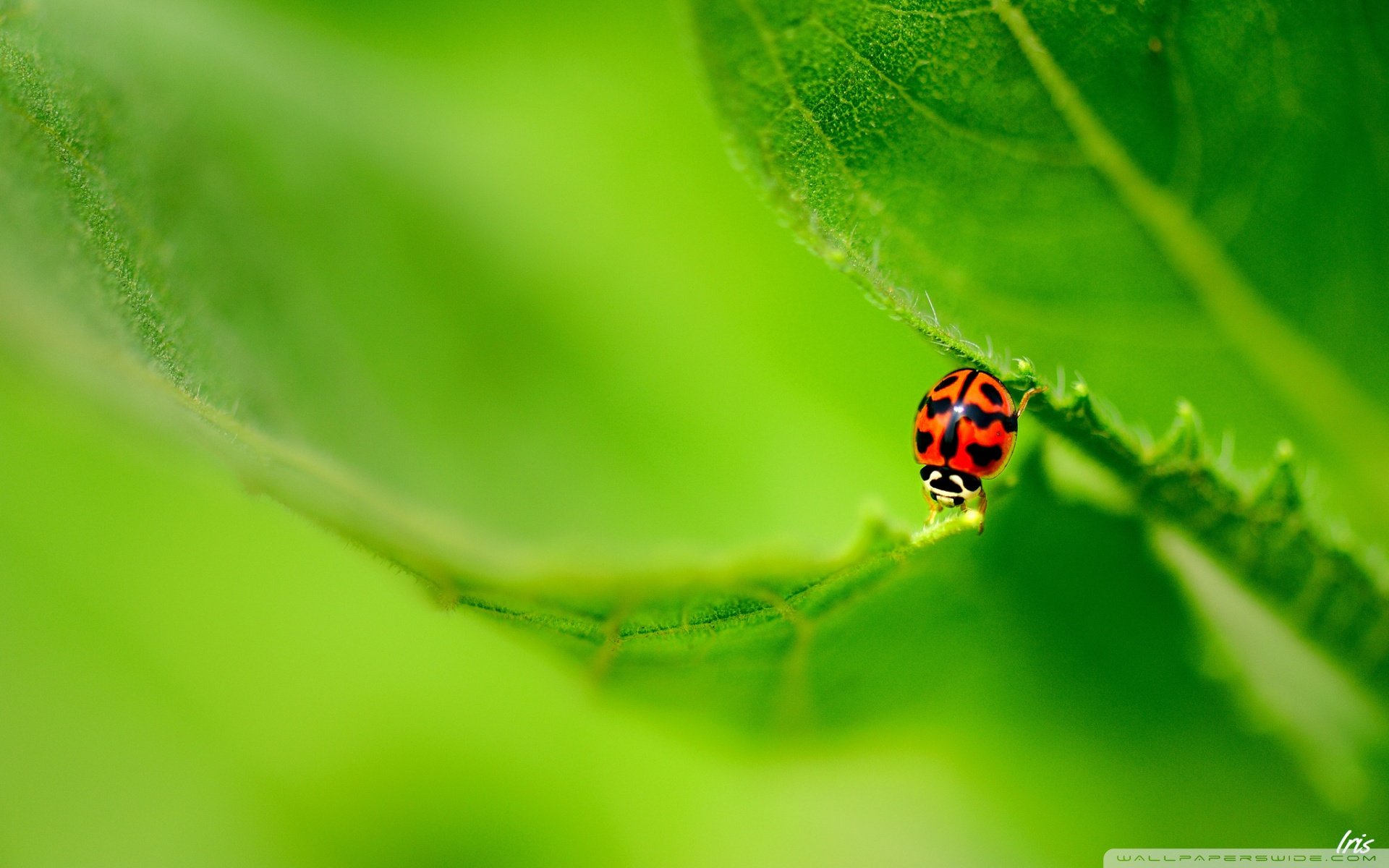动物,野生动物,瓢虫,春天,花