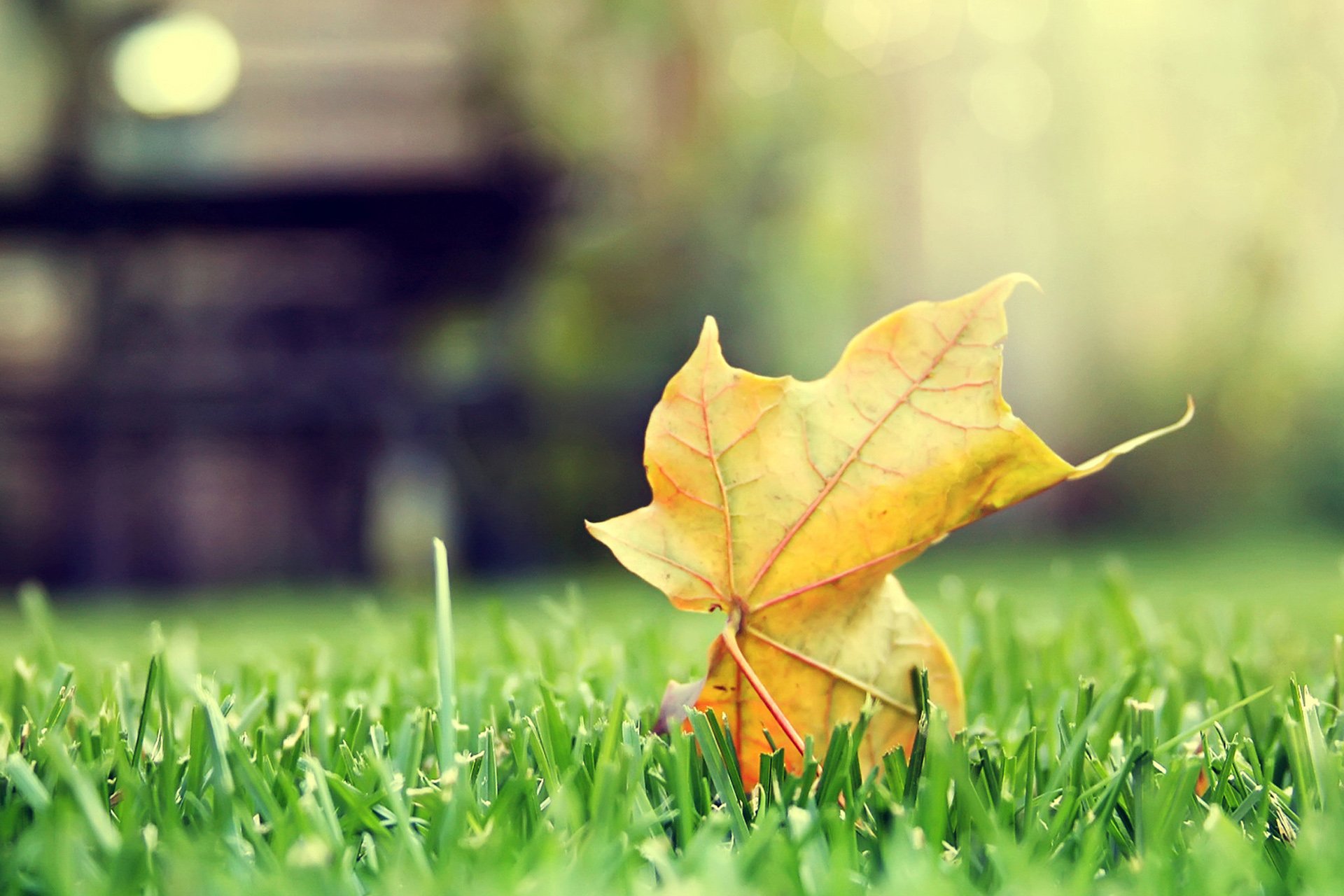 小清新,唯美,温馨,温暖,阳光,治愈系,安静,生活,慢生活,清新淡雅,温馨一刻,孤单,寂寞,离开,等待,伤感,叶子,静物写真