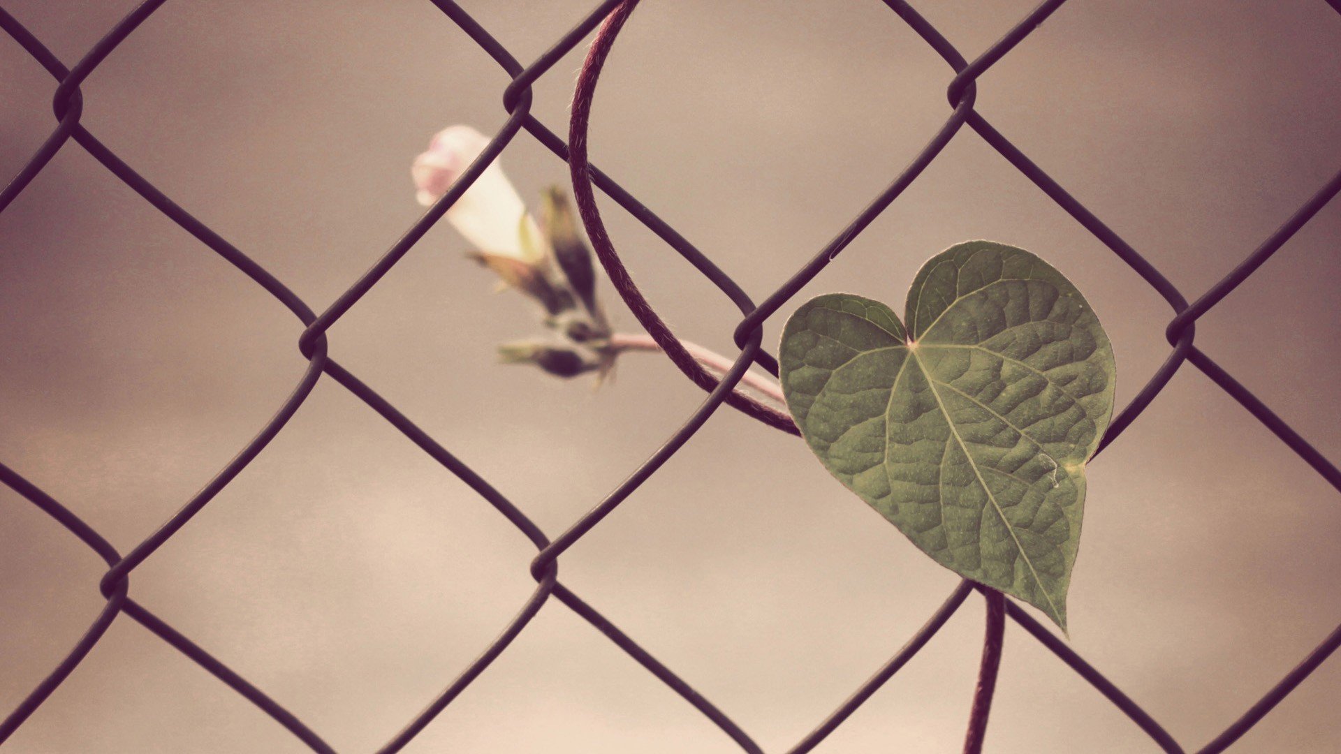 小清新,唯美,温馨,温暖,阳光,治愈系,安静,生活,慢生活,清新淡雅,温馨一刻,叶子,萧瑟,心