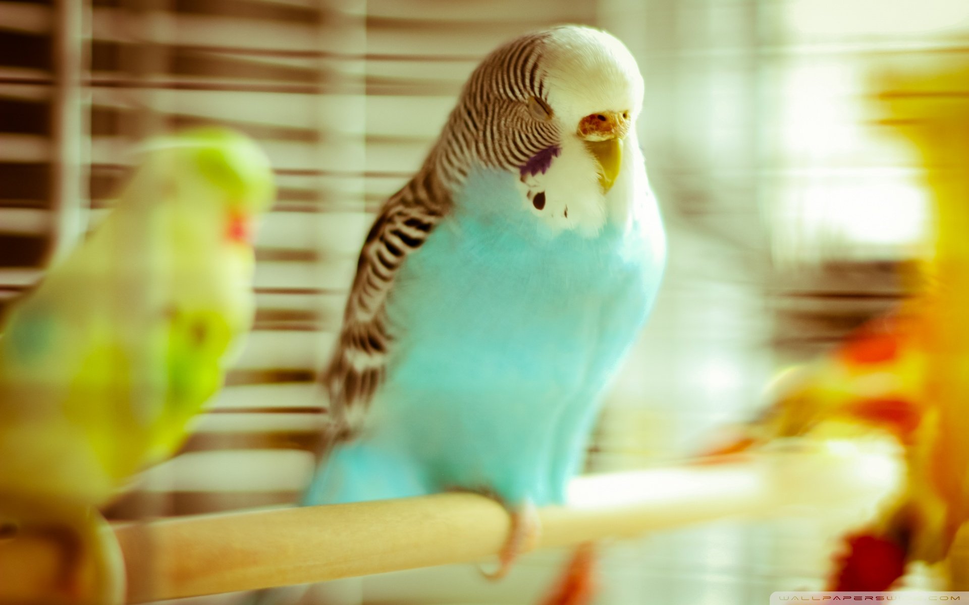 动物,野生动物,飞禽,鸟,飞翔,鹦鹉,五颜六色,彩色,色彩