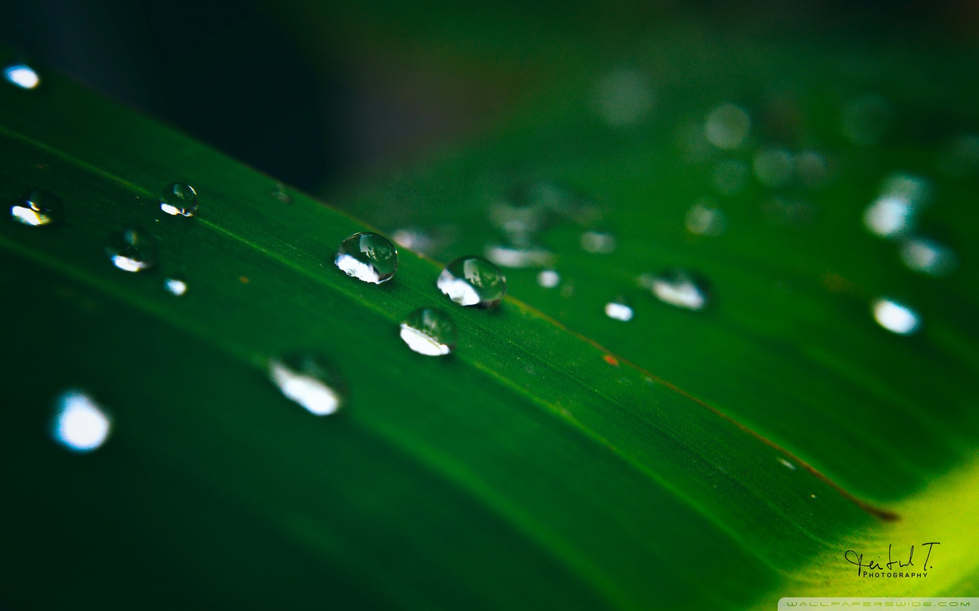 小清新,唯美,娇艳欲滴,花儿,春天,温暖,温馨一刻,清新淡雅,鸟语花香