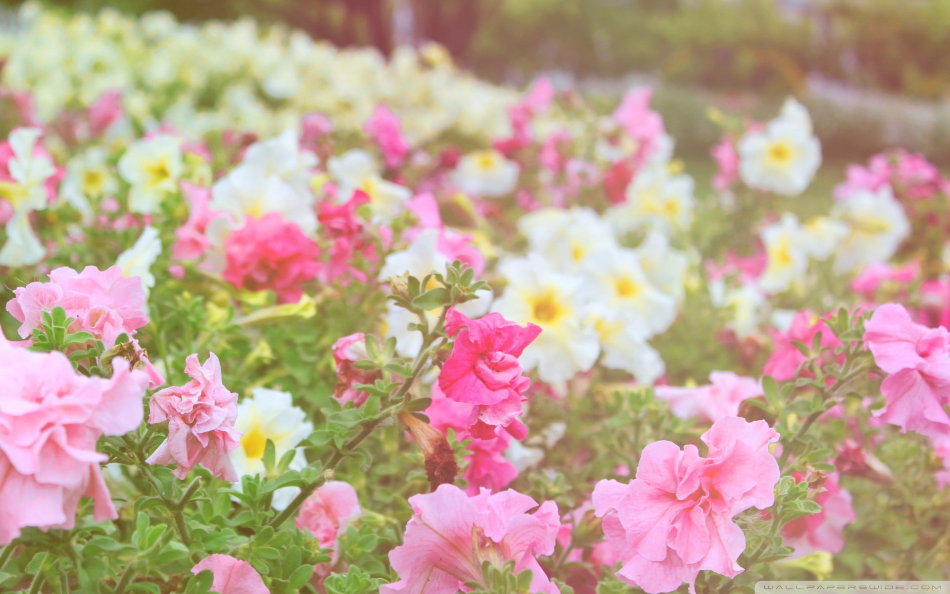 小清新,唯美,娇艳欲滴,花儿,春天,温暖,温馨一刻,清新淡雅,鸟语花香