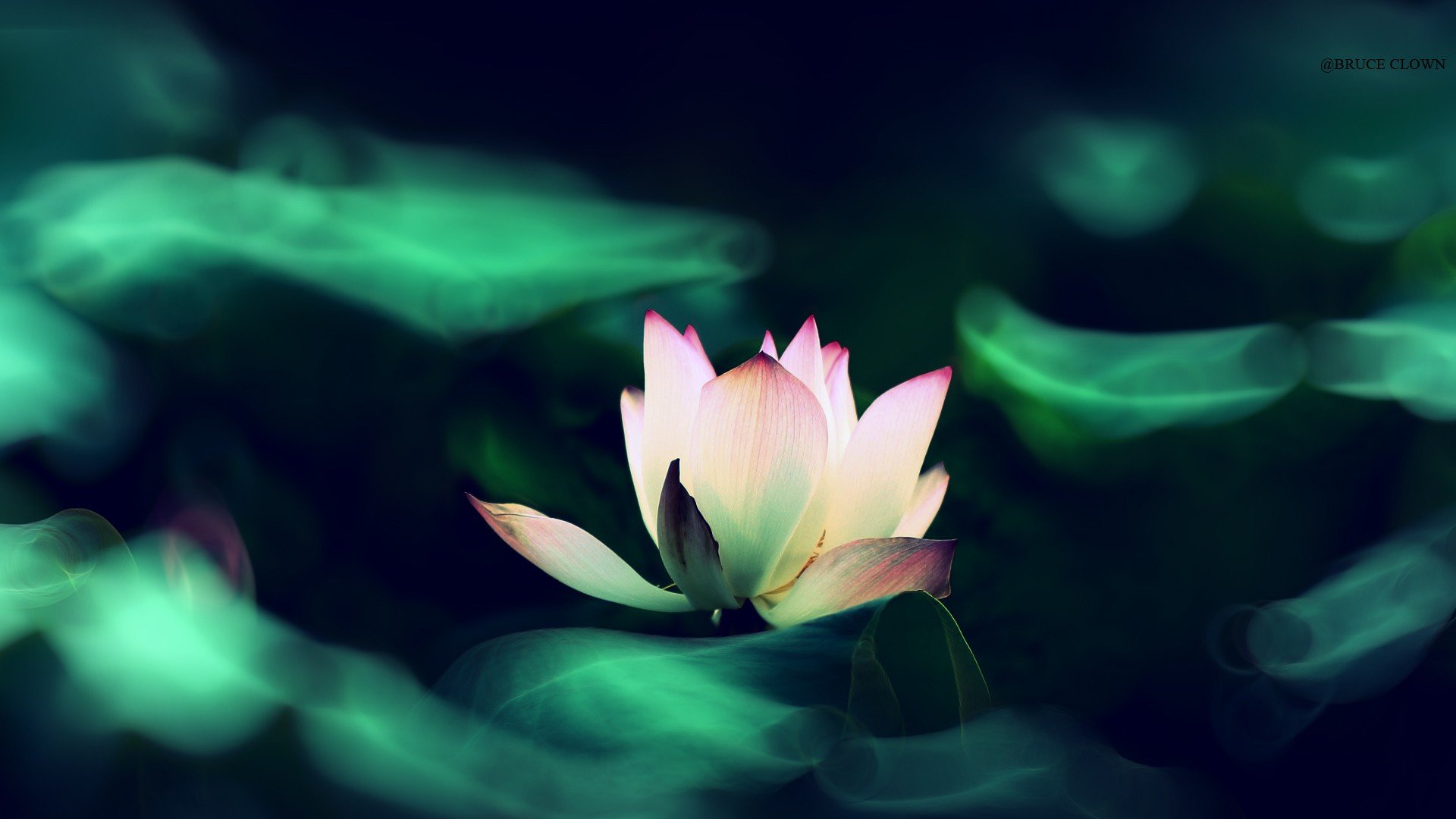 小清新,唯美,温馨,温暖,阳光,治愈系,安静,生活,慢生活,清新淡雅,温馨一刻,静物写真,物语,荷花,禅境