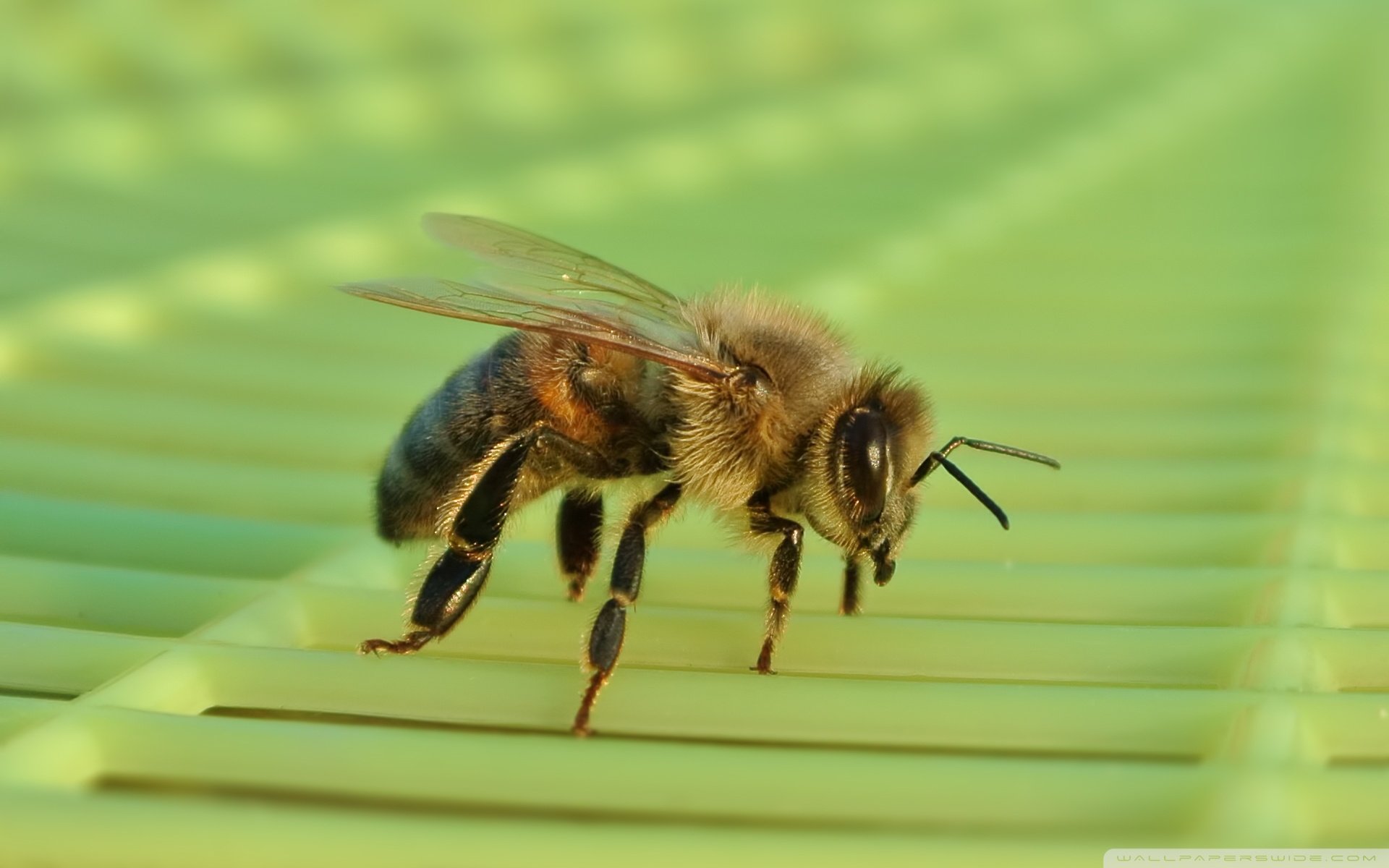 动物,野生动物,大自然,春天,蜜蜂,采蜜,昆虫