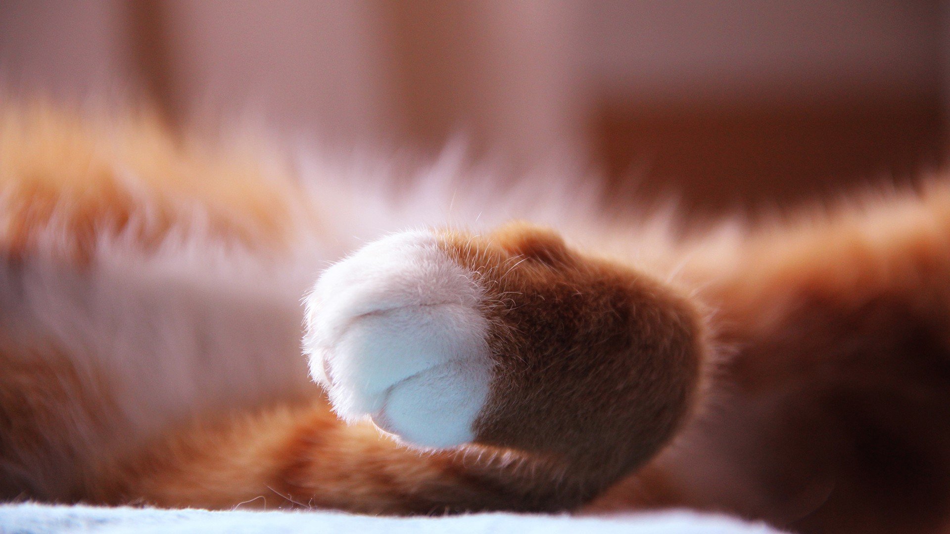 萌宠,动物,萌,可爱,宠物,古灵精怪,卖萌图,猫,喵星人