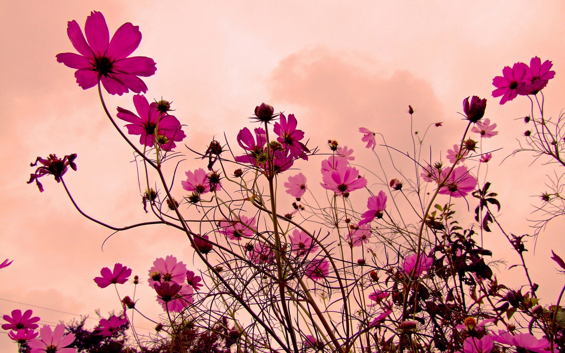 小清新,唯美,娇艳欲滴,花儿,春天,温暖,温馨一刻,清新淡雅,鸟语花香