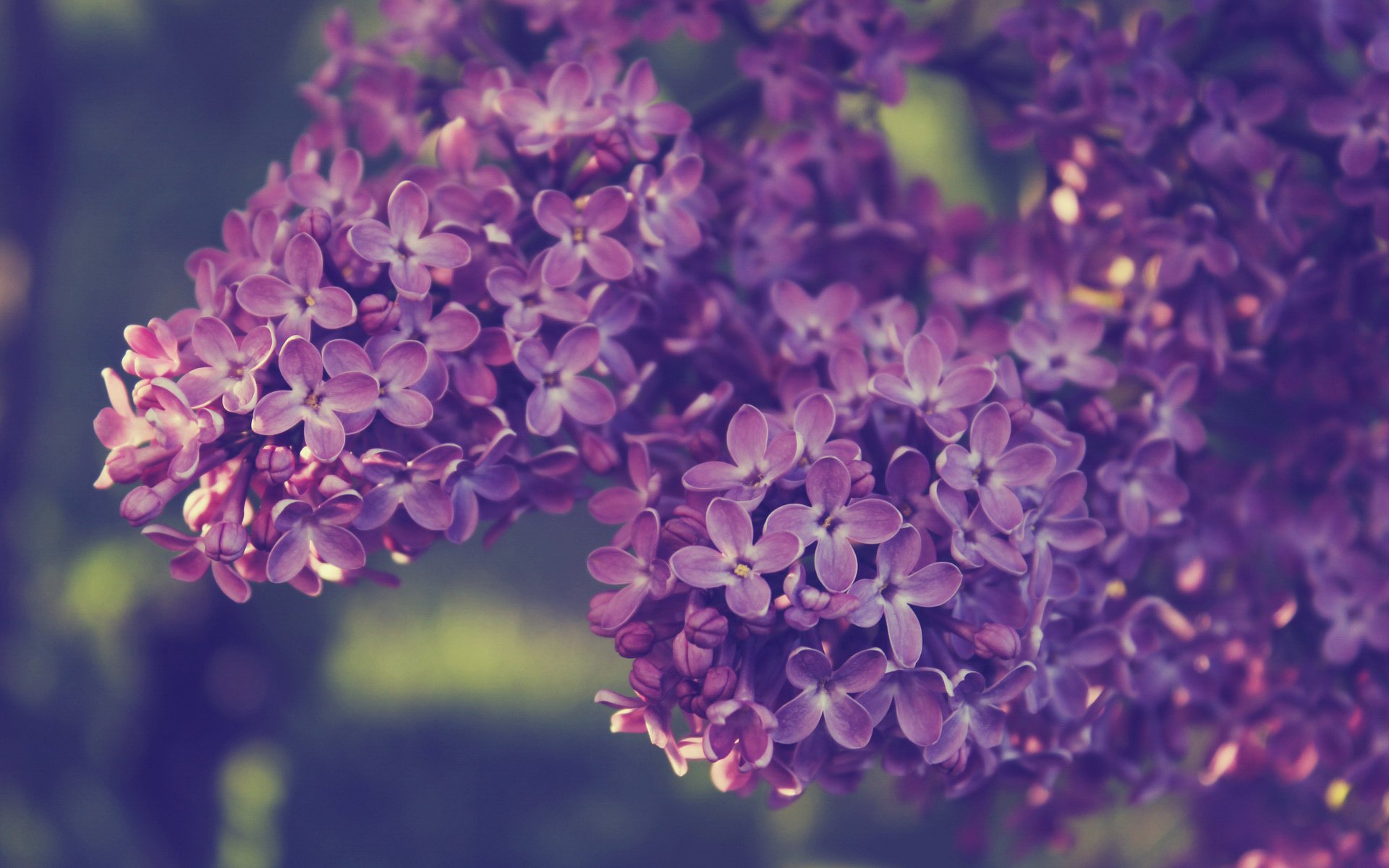 小清新,唯美,温馨,温暖,阳光,绿色养眼,自然,清新淡雅,花,春天,花团锦簇