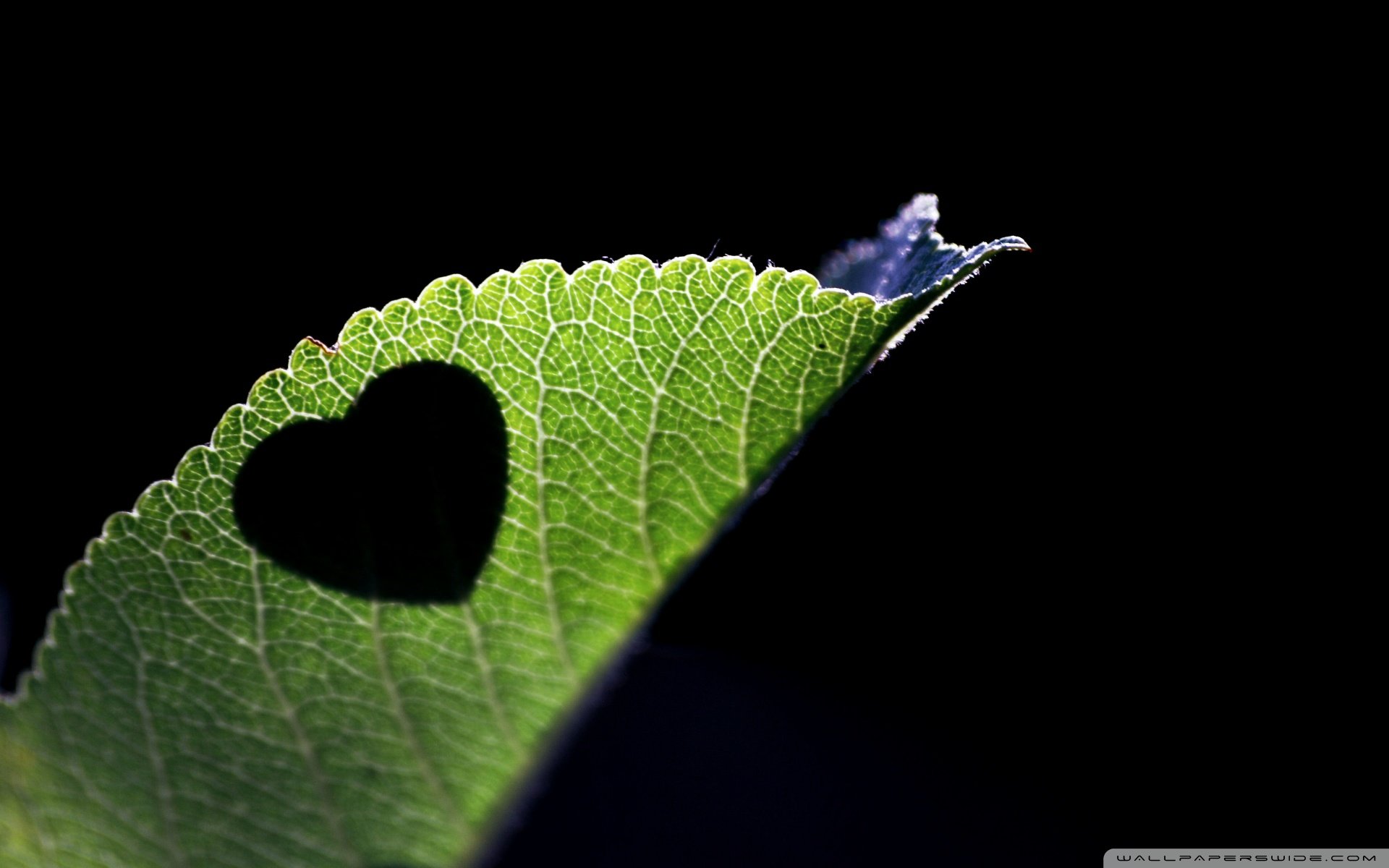 大自然的爱,心,唯美,风景,自然