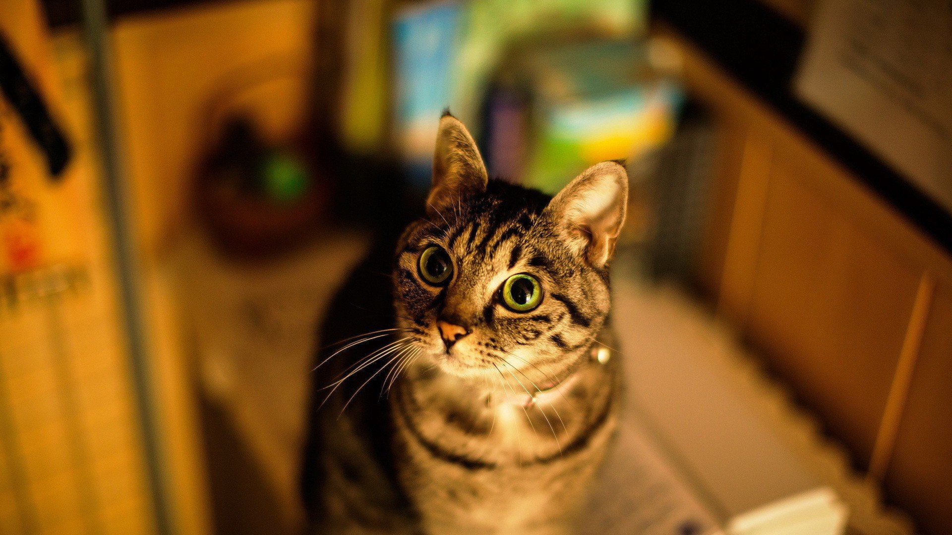 萌宠,动物,萌,可爱,宠物,古灵精怪,卖萌图,猫,喵星人