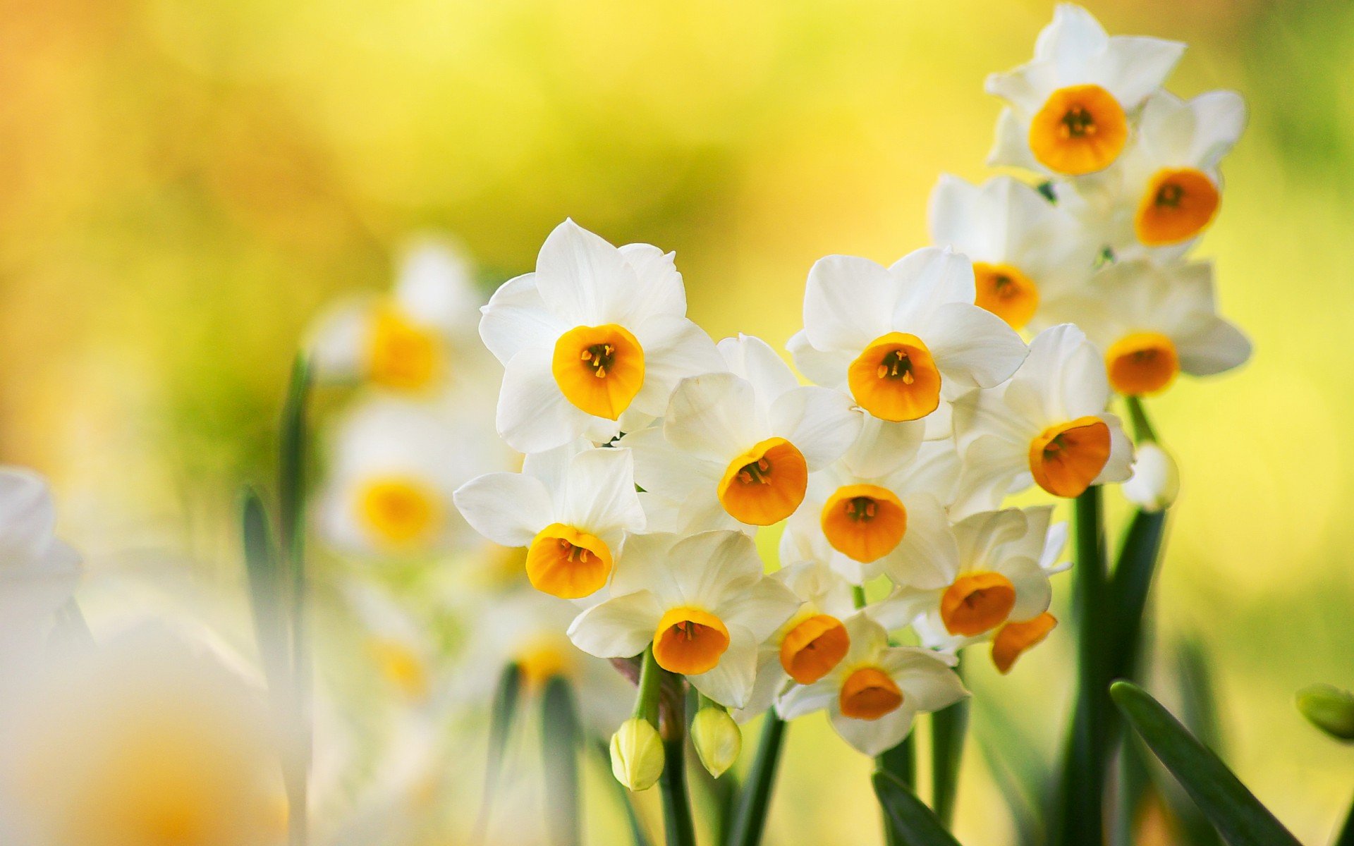 小清新,唯美,娇艳欲滴,花儿,春天,温暖,温馨一刻,清新淡雅,鸟语花香