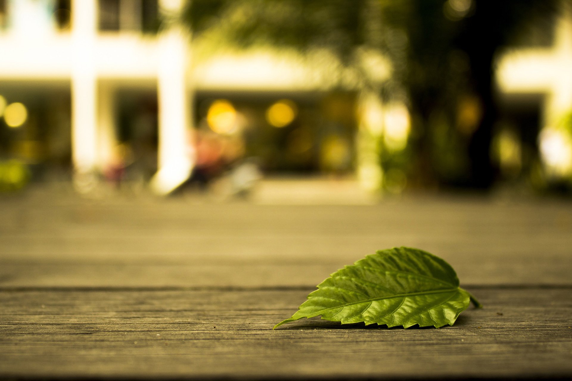 小清新,唯美,温馨,温暖,阳光,治愈系,安静,生活,慢生活,清新淡雅,温馨一刻,孤单,寂寞,离开,等待,伤感,叶子,静物写真