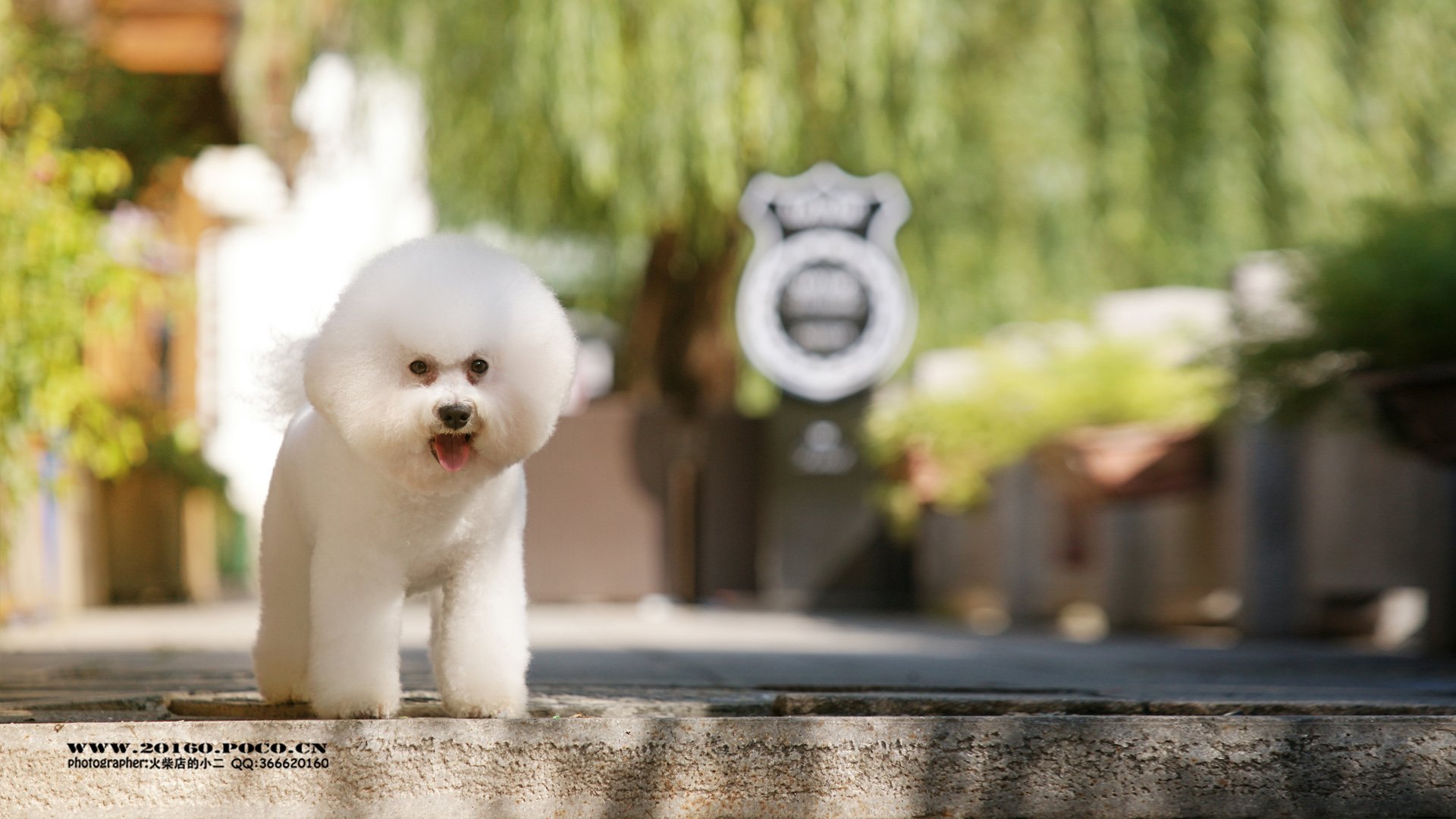 动物,古灵精怪,火柴宠摄,狗狗,汪星人,火柴摄影