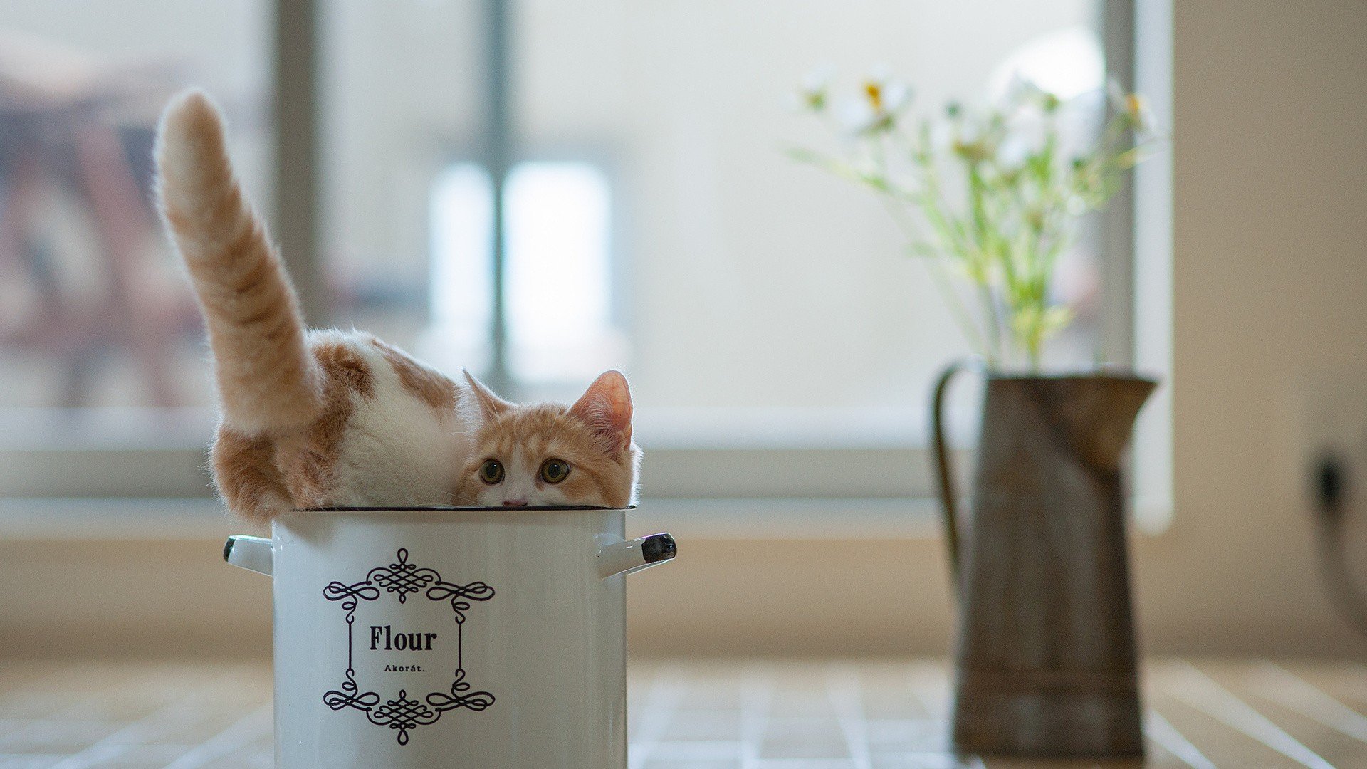 萌宠,动物,萌,可爱,宠物,古灵精怪,卖萌图,猫,喵星人