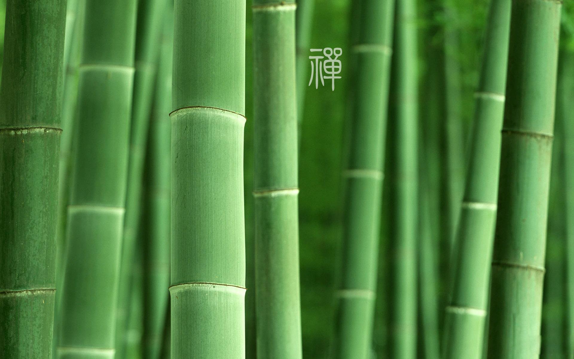 自然,风光,风景,禅境,微距,摄影,意境,安静,禅意竹子,翠绿,绿色养眼