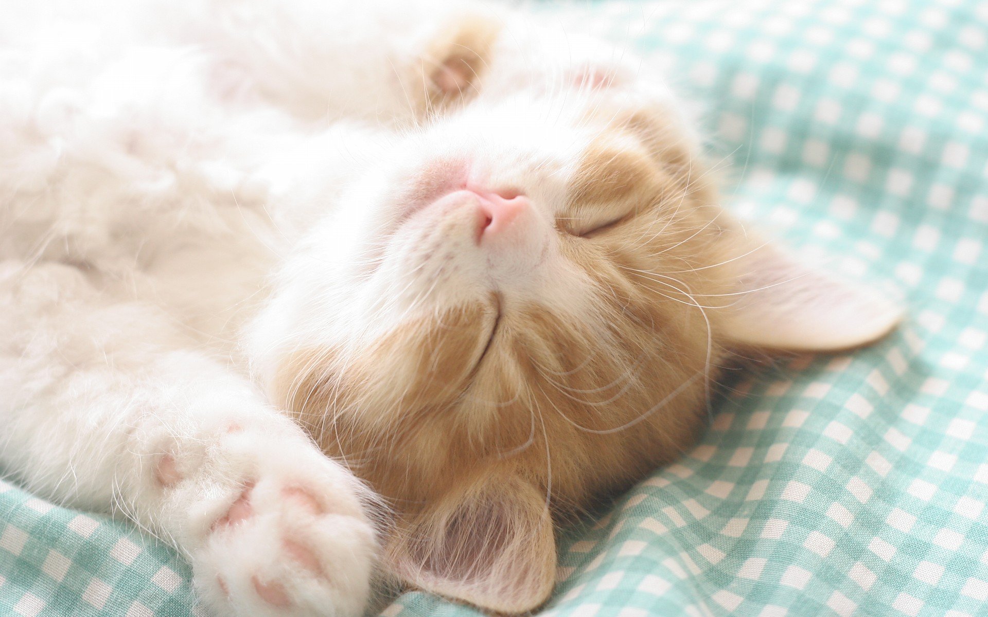 萌宠,动物,萌,可爱,宠物,古灵精怪,卖萌图,猫,喵星人