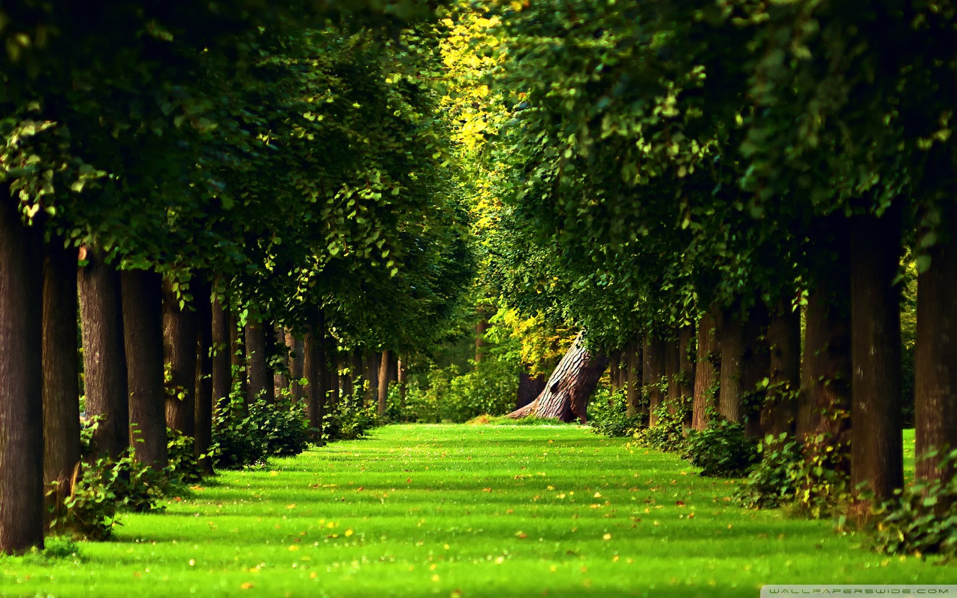 自然风光,绿色,清新,唯美,意境,炎炎夏日,旅游胜地,风景