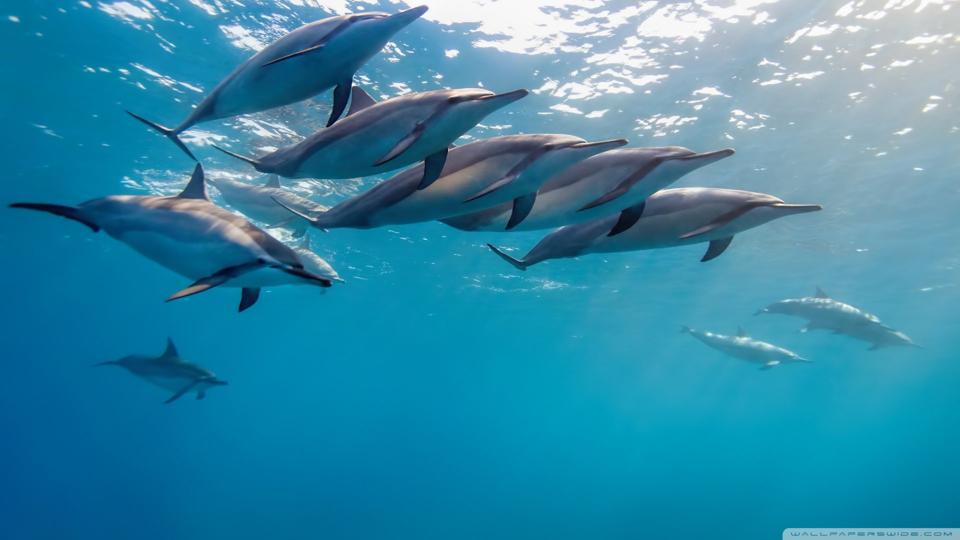 动物,野生动物,海洋天堂,海底世界,大海,海豚,可爱