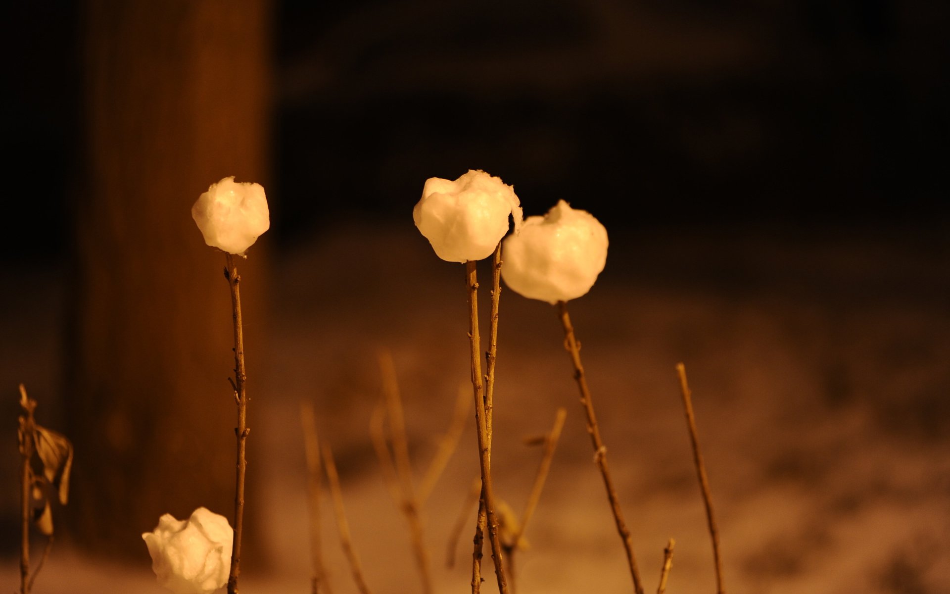 小清新,唯美,娇艳欲滴,花儿,春天,温暖,温馨一刻,清新淡雅,鸟语花香