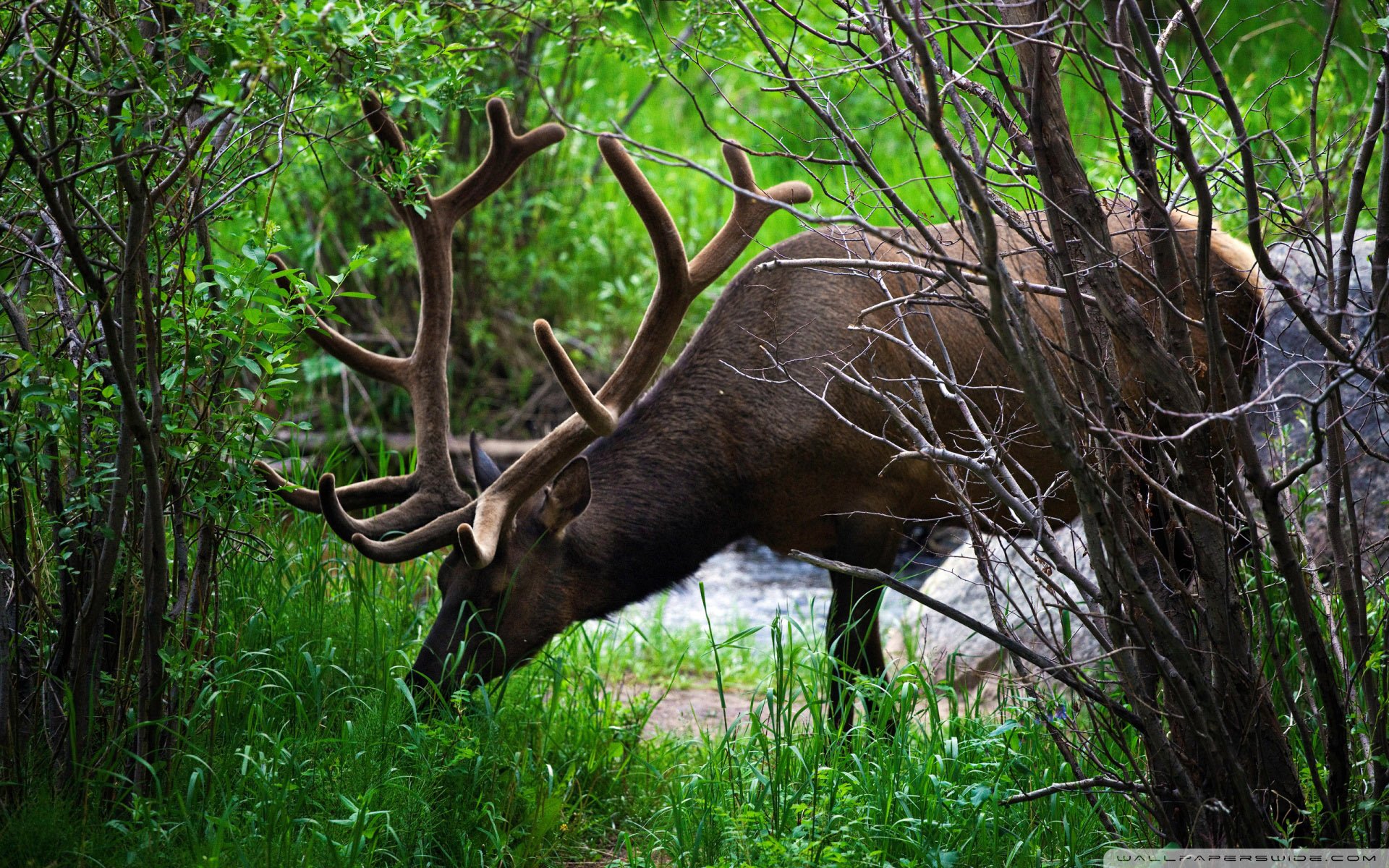 动物,野生动物,牛