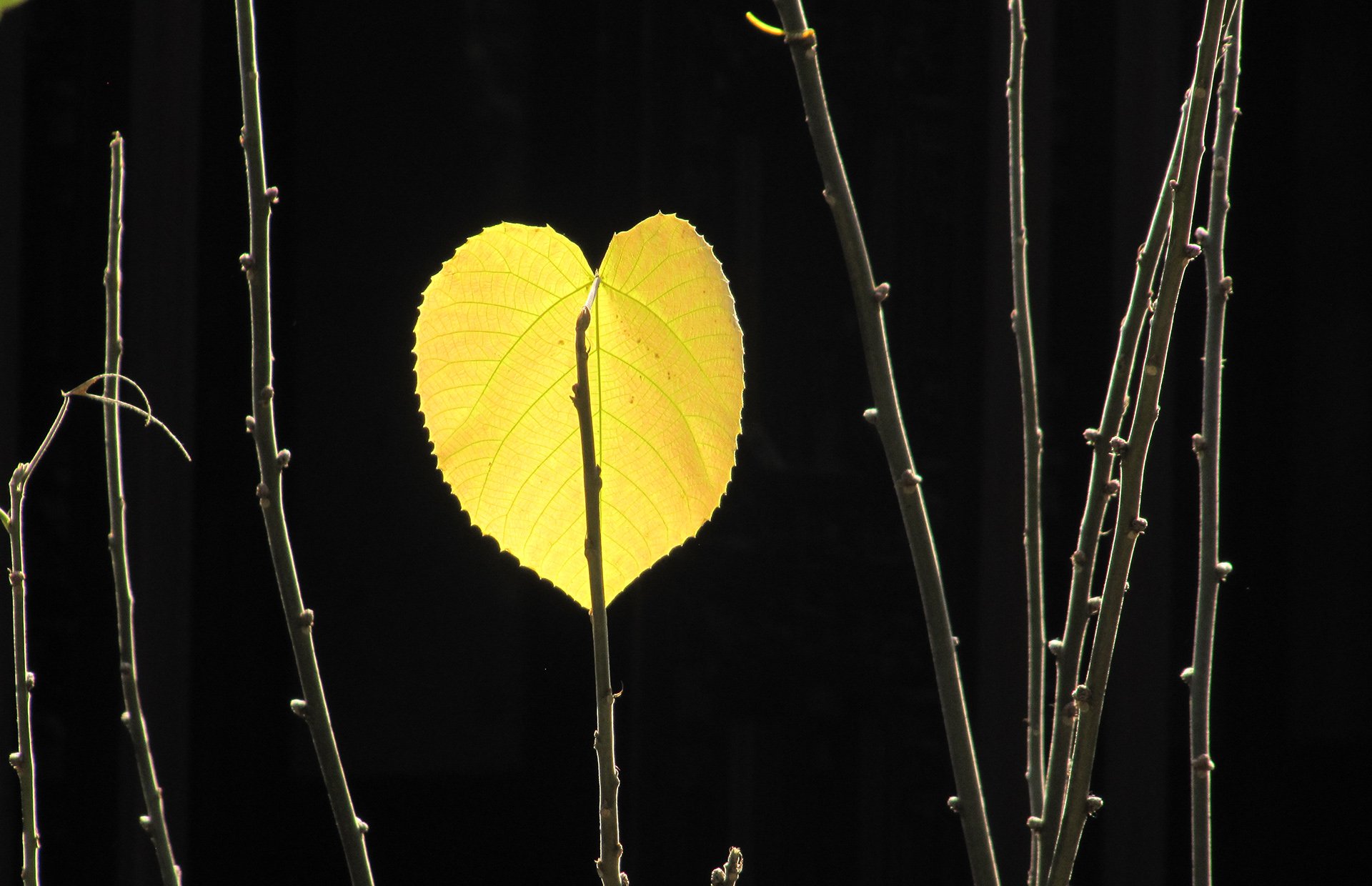 大自然的爱,心,唯美,风景,自然