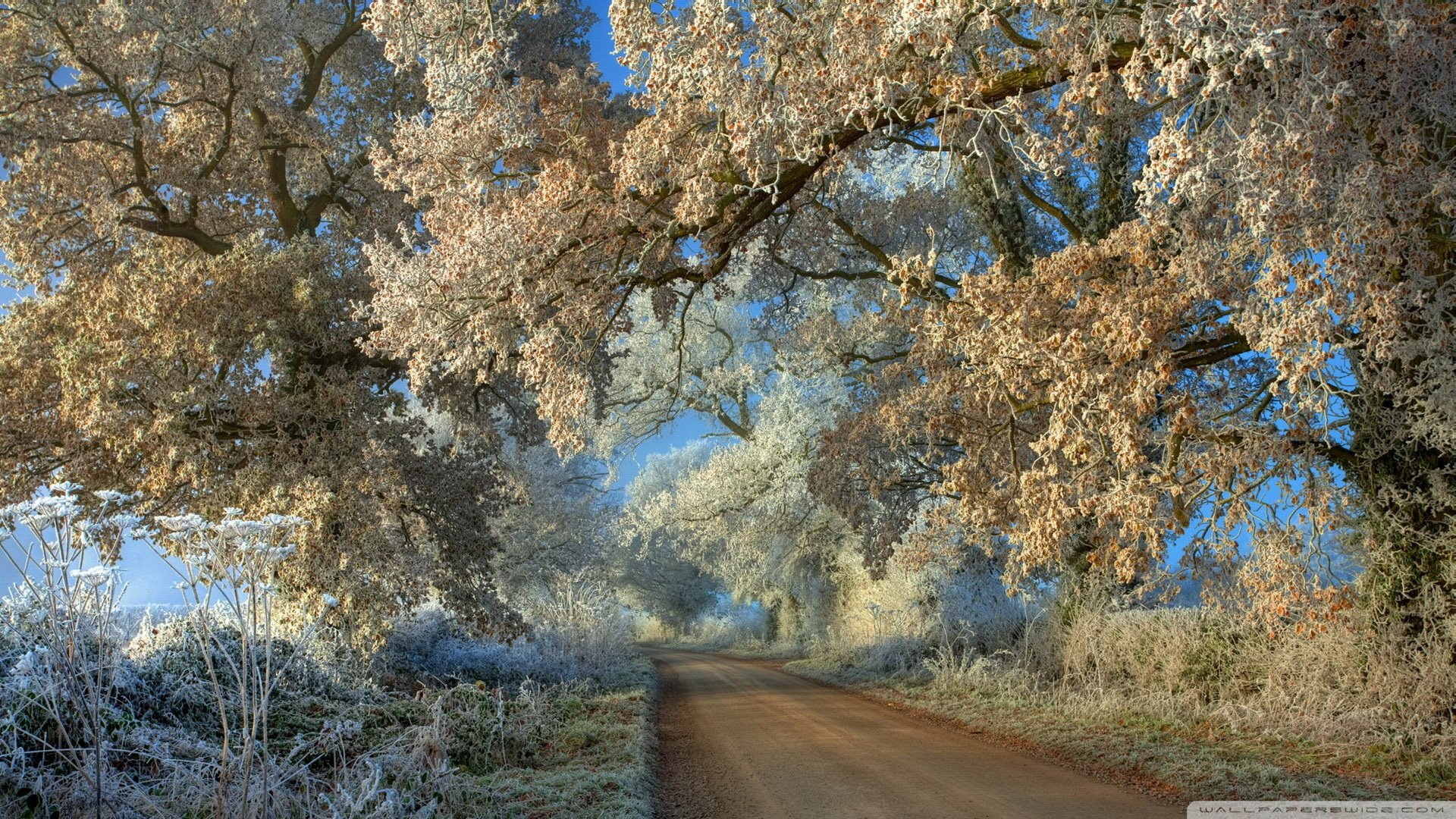 自然,风光,风景,冰天雪地,雪,冬天,冷,寒冷