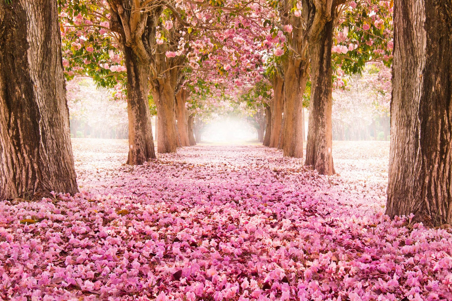 自然,风光,风景,春意盎然,春天,唯美,花瓣,粉色