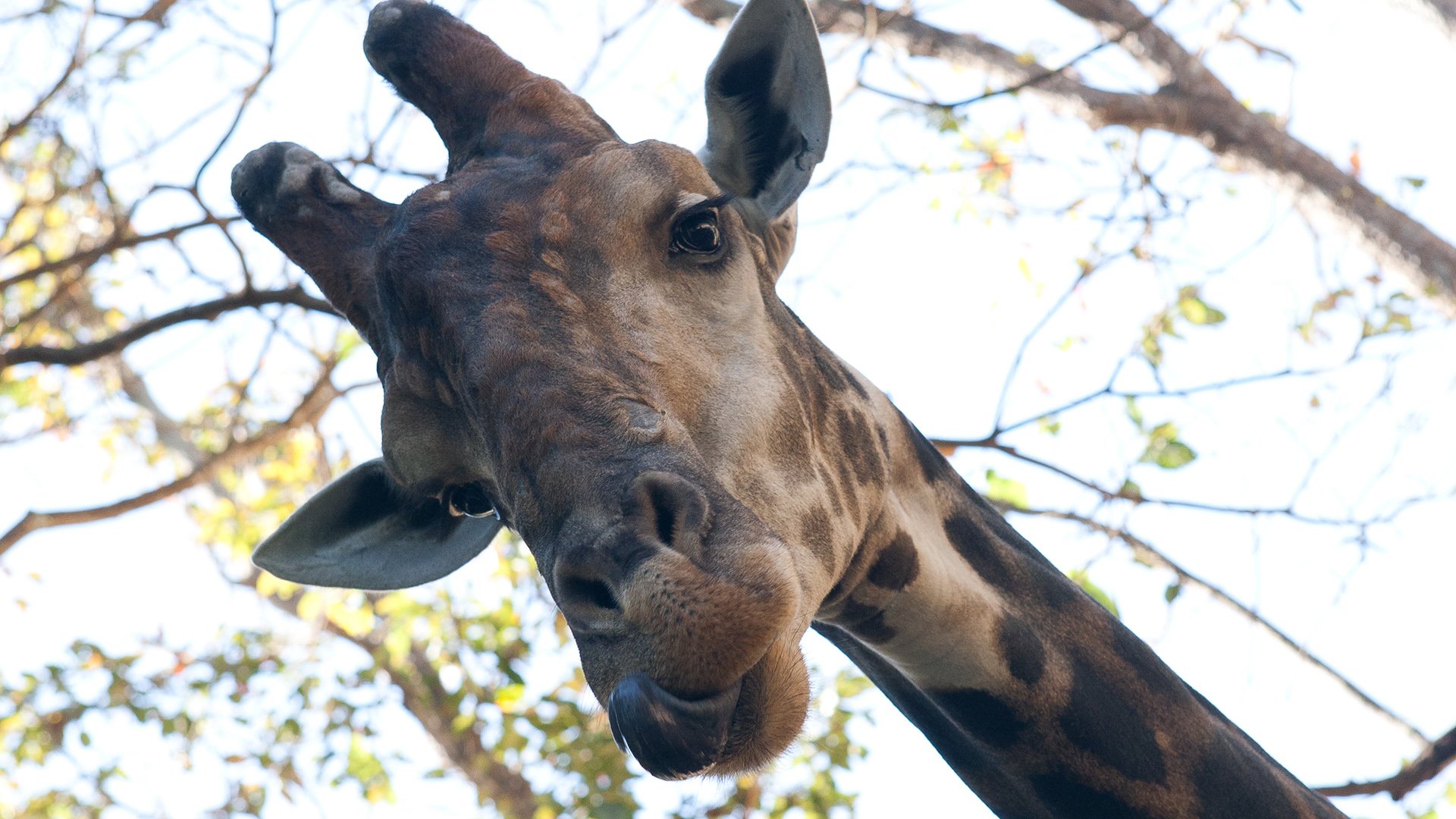 摄影,黄华,动物,野生动物,长颈鹿
